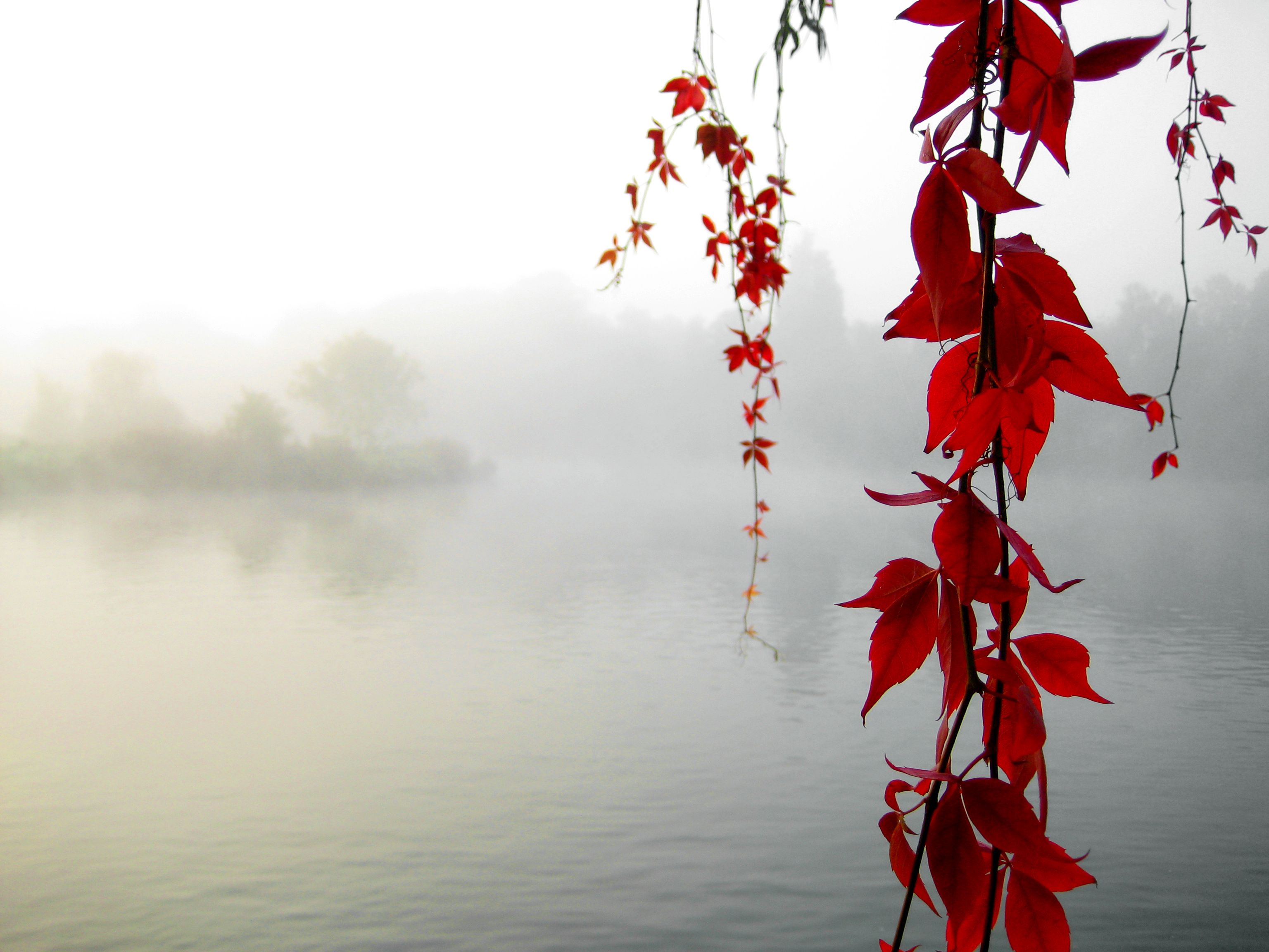 Foglie rosse su lago nebbioso, 3072x2304 2K+, PC Desktop