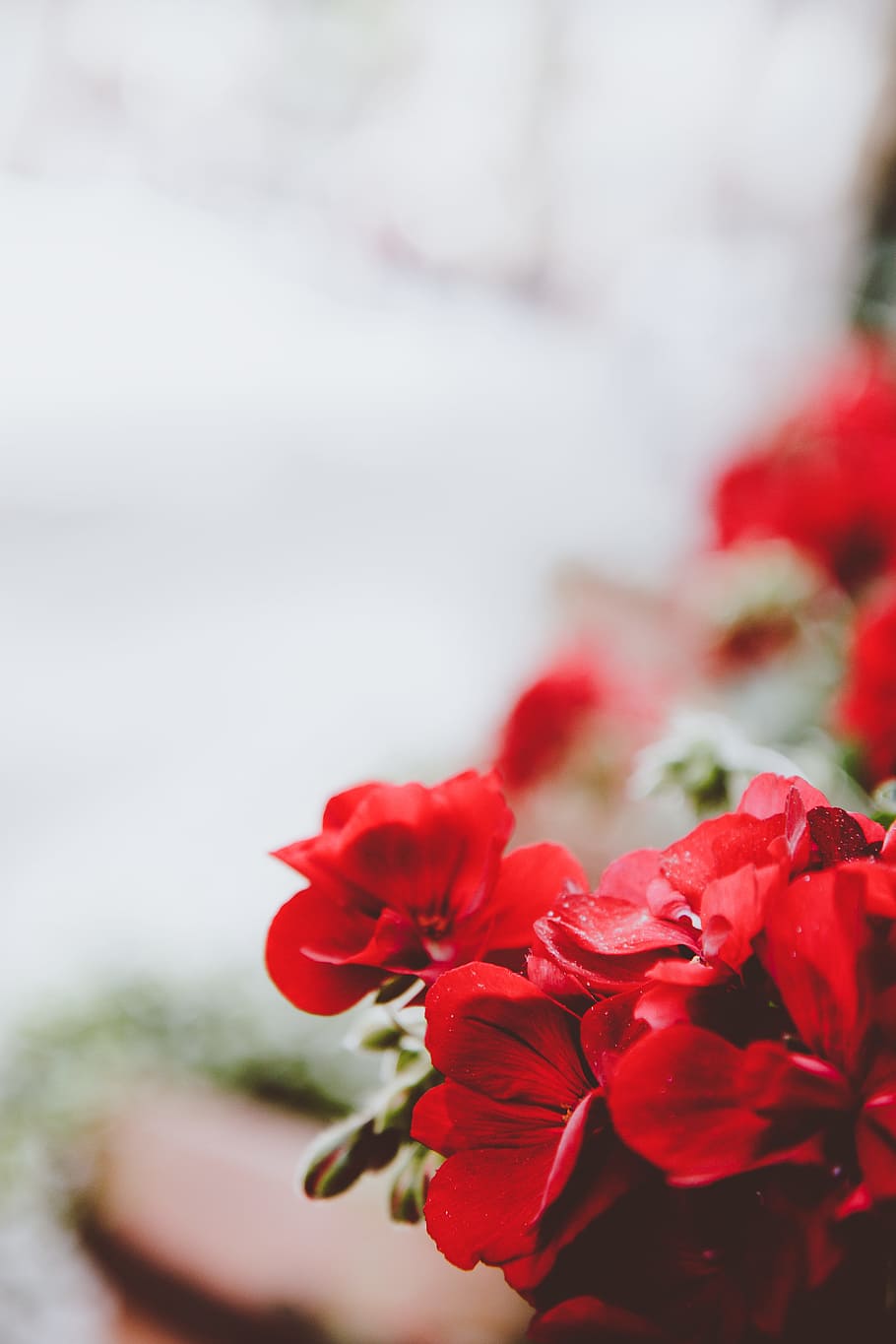 Fiori rossi in fiore, 910x1365 Verticale, Telefono