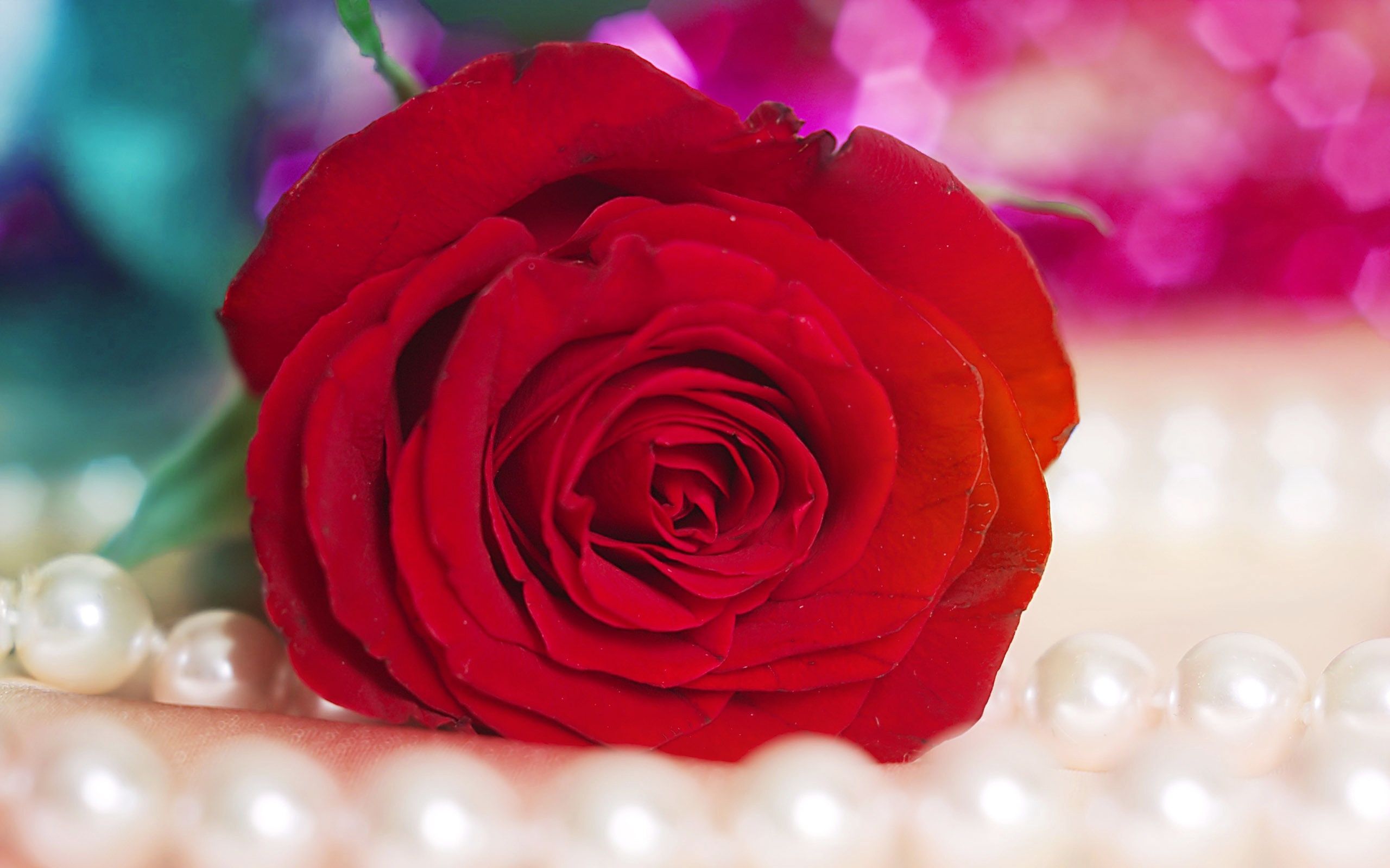 Rosa rossa con perle, 2560x1600 2K, PC Desktop