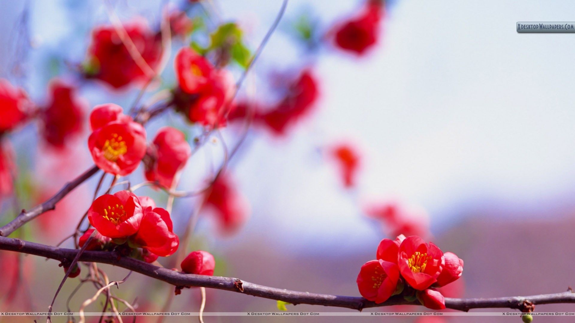 Piccoli fiori rossi su ramo, 1920x1080 Full HD, PC Desktop
