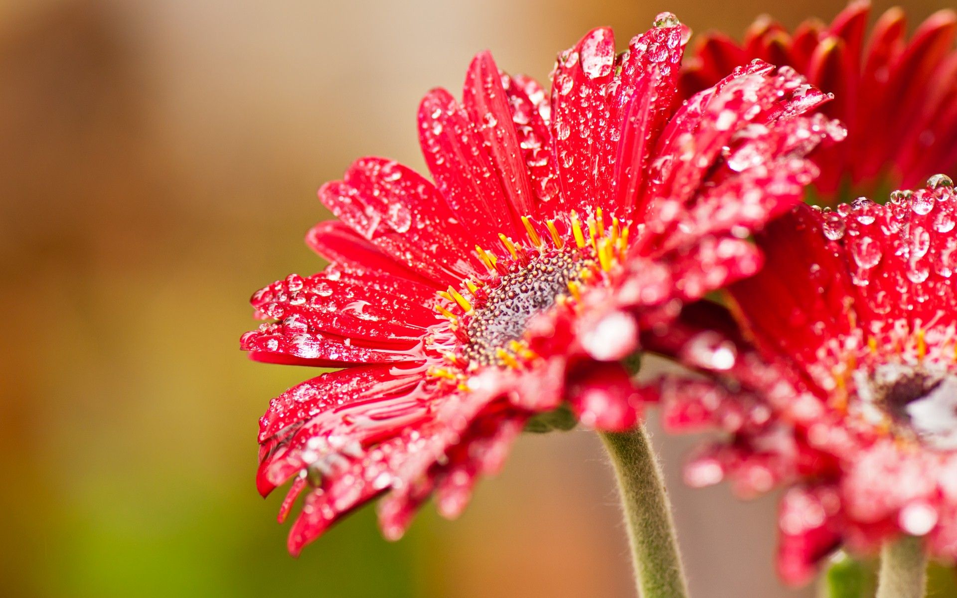 Gerbera rossa con gocce d'acqua, 1920x1200 Full HD+, PC