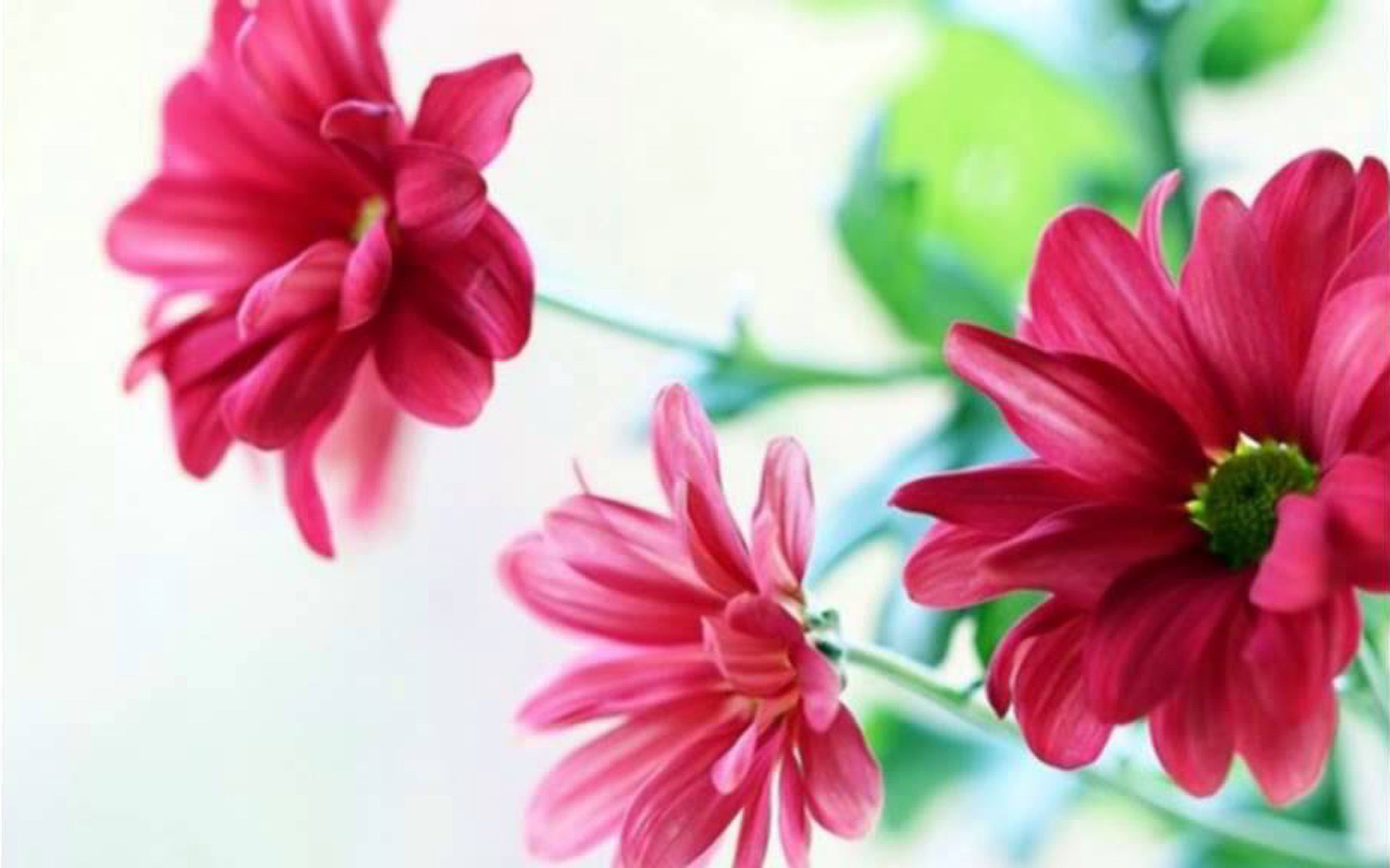 Fiori rossi crisantemi, 2560x1600 2K+, Desktop