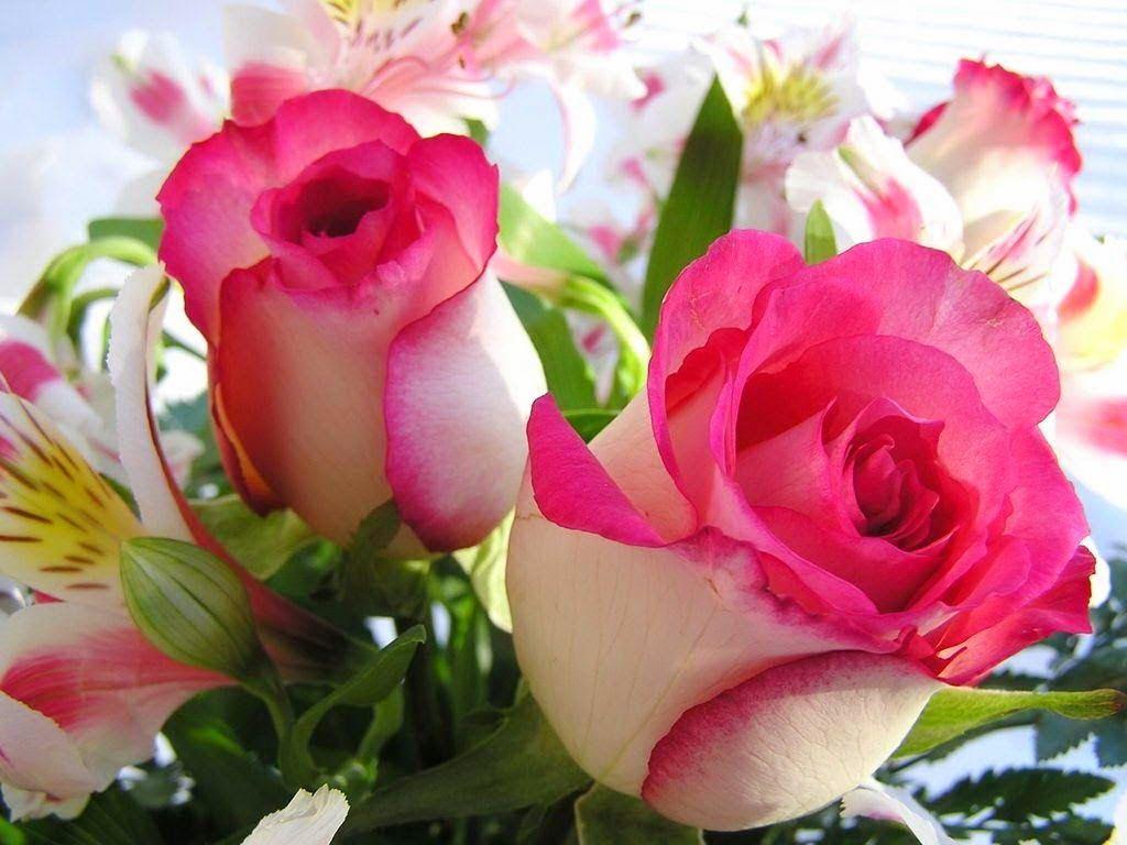 Rose rosa e bianche fiori, 1024x768 HD, Monitor Gaming