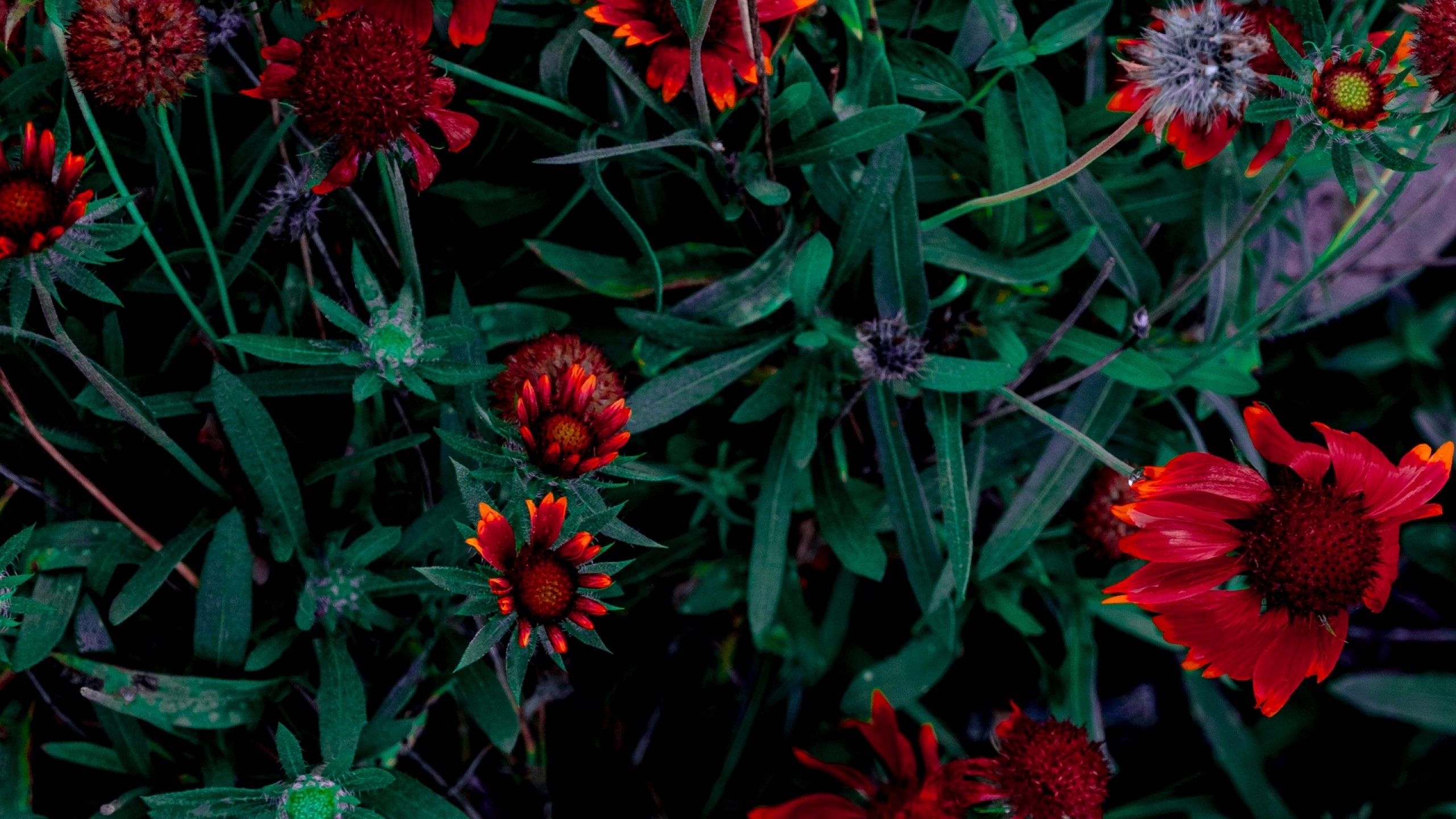 Fiori rossi tra foglie verdi, 2560x1440 1440p, Desktop