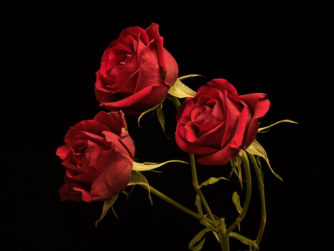 Tre rose rosse sfondo nero, 1365x1024 HD, Desktop