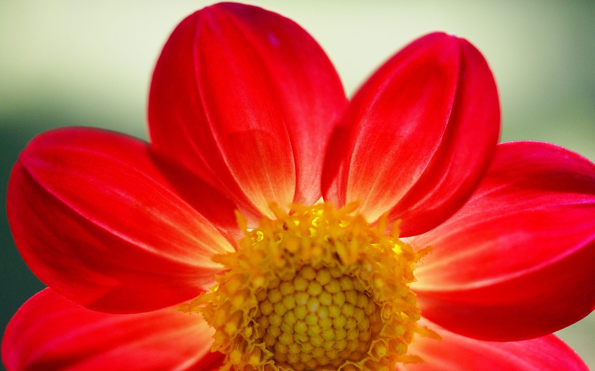 Fiore rosso primo piano, 1920x1200 Full HD+ WUXGA, Desktop