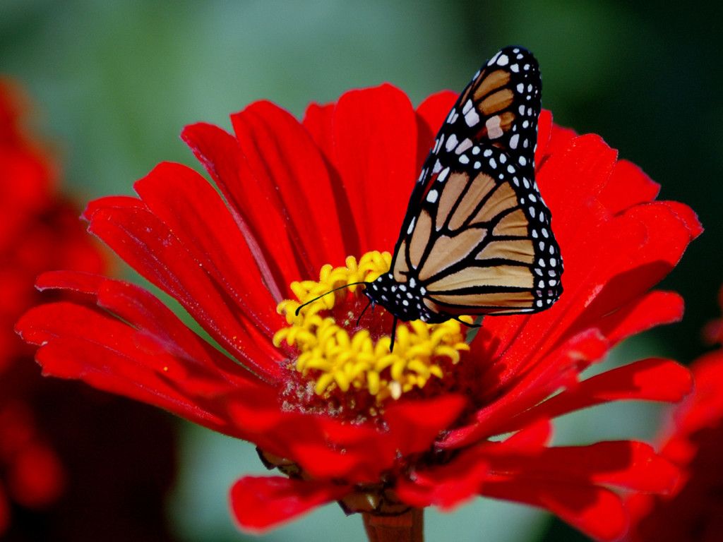 Farfalla monarca su fiore rosso, 1024x768 HD, Monitor Gaming