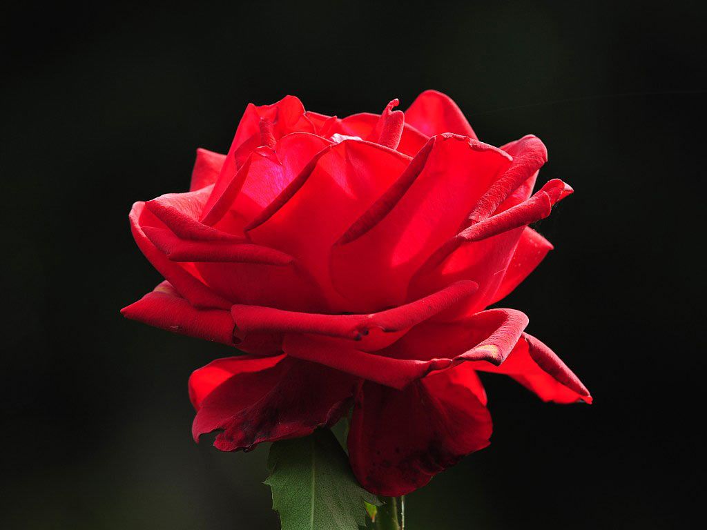 Rosa rossa sfondo nero, 1024x768 HD, Monitor Gaming