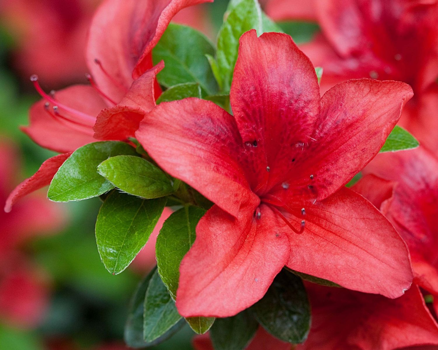 Fiori rossi di azalea, 1500x1200 HD, PC Desktop