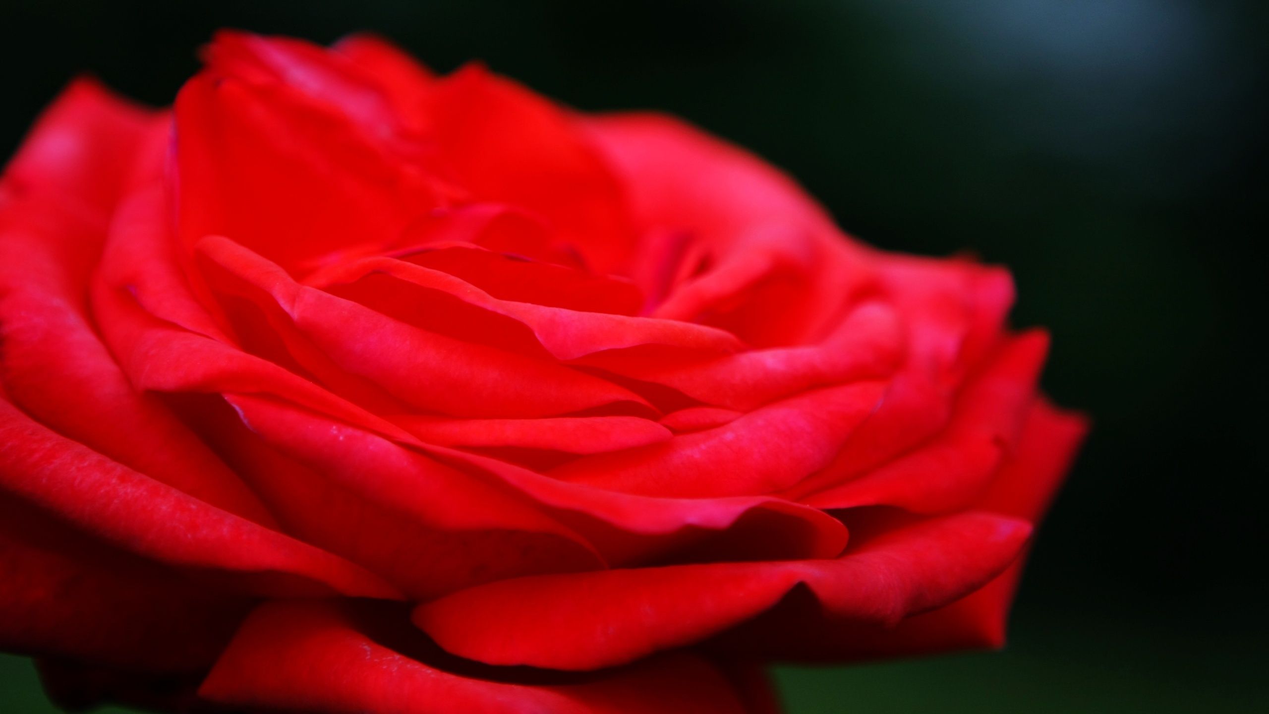 Rosa rossa in primo piano, 2560x1440 2K, PC Desktop