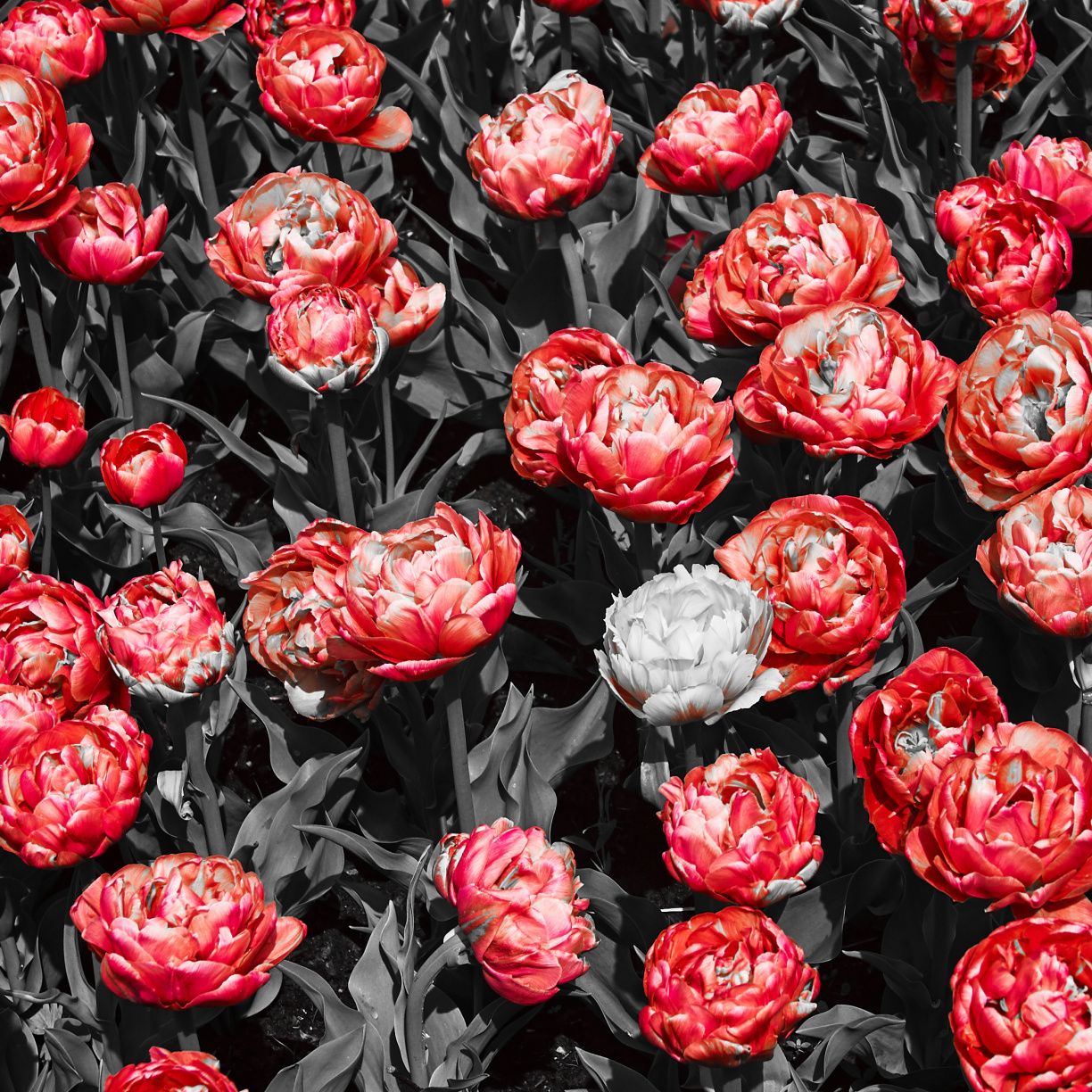 Tulipani rossi in giardino, 1224x1224 HD, PC Desktop