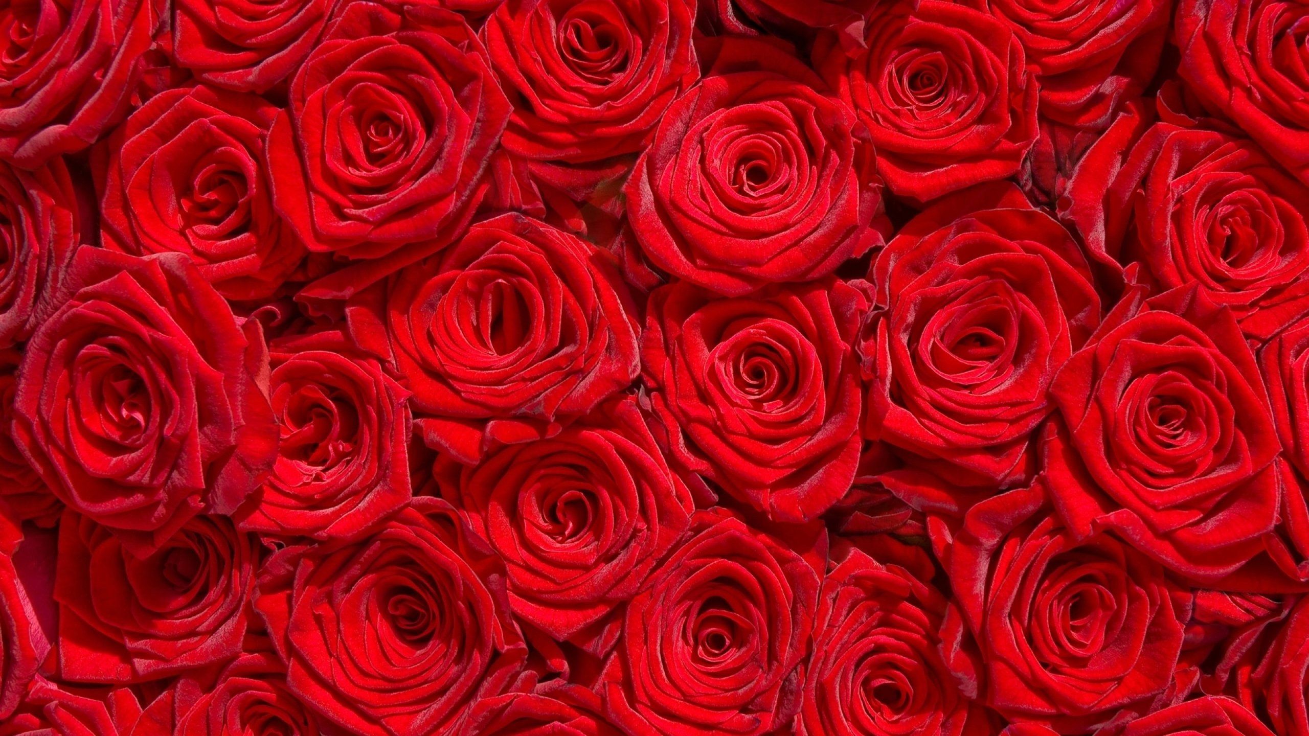 Rose rosse fitte, 2560x1440 QHD, PC
