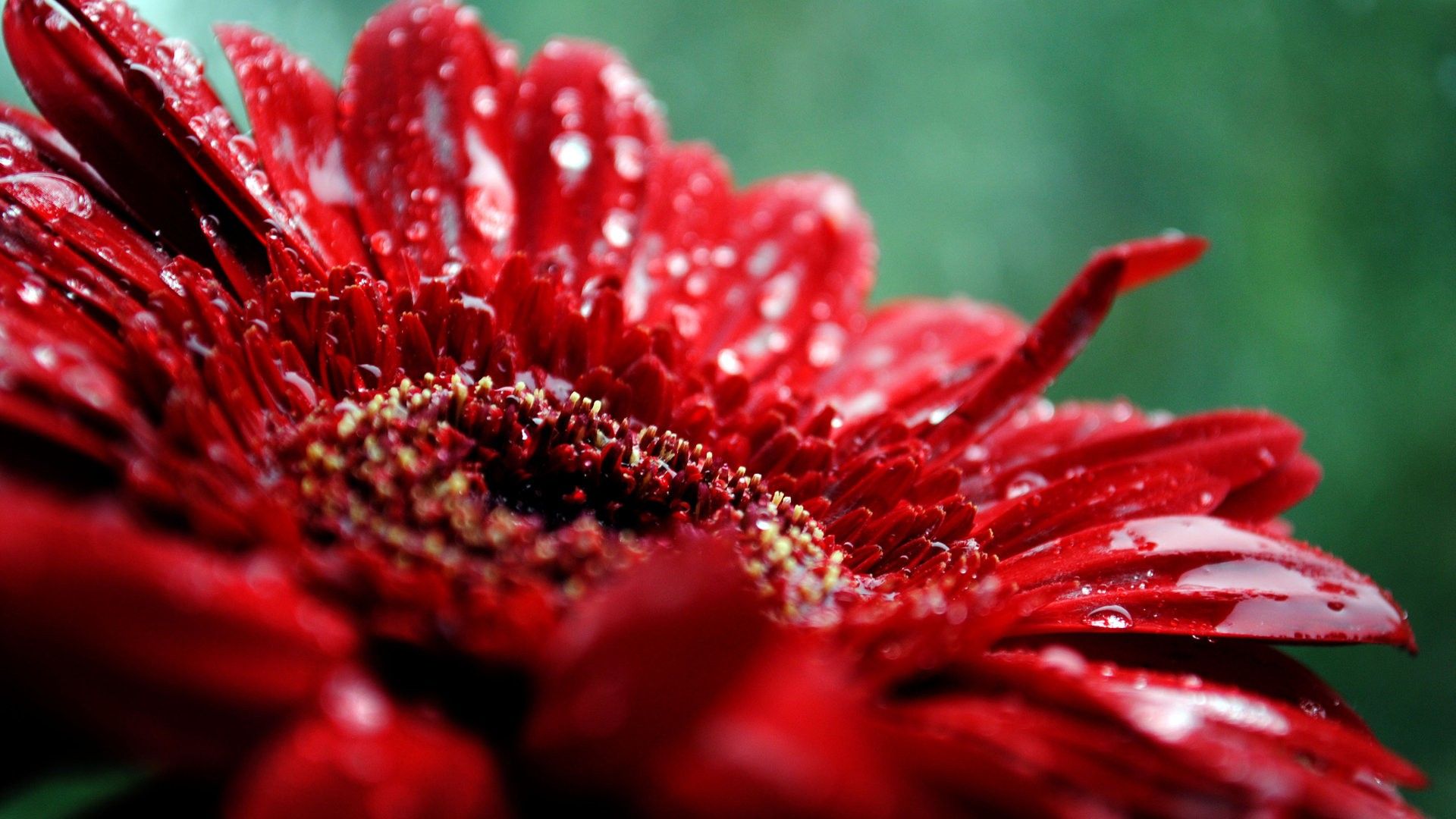 Fiore rosso con gocce d'acqua, 1920x1080 Full HD 1080p, Desktop