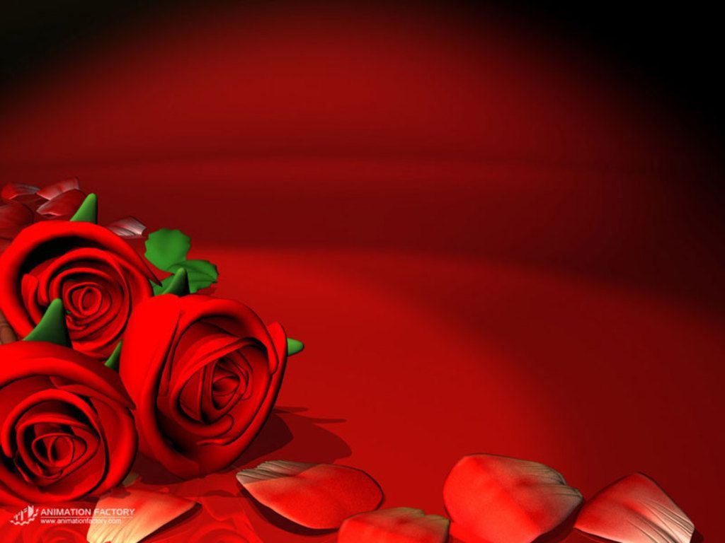 Rose rosse con petali, 1024x768 HD, Monitor Gaming
