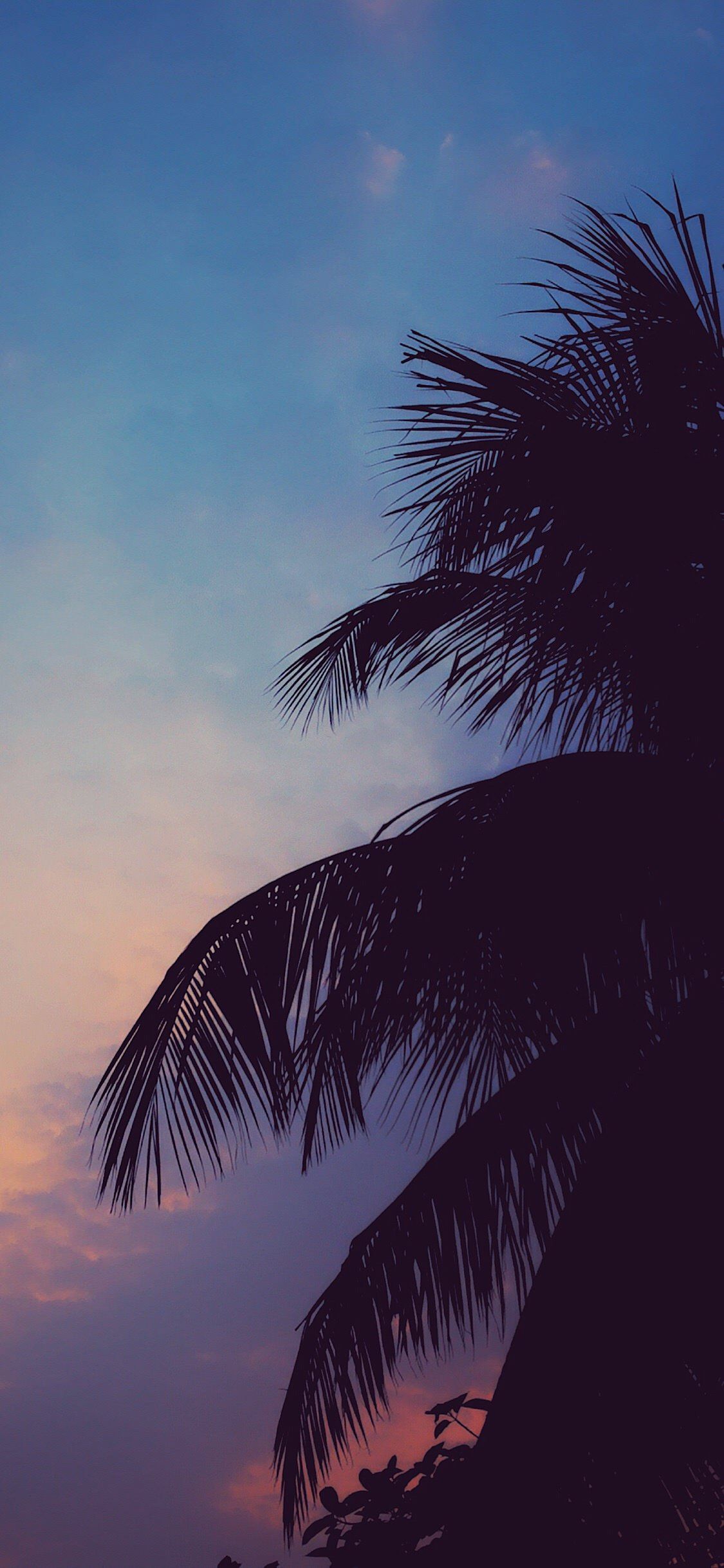 palma silhouette cielo crepuscolo, 1125x2436 Verticale, Mobile