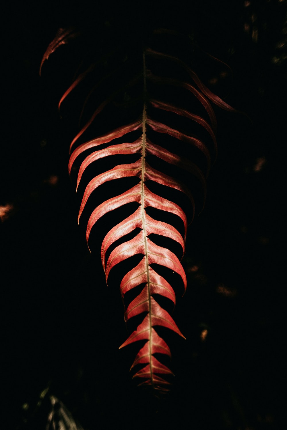 foglia rossa sfondo nero, 1000x1500 Verticale, Mobile