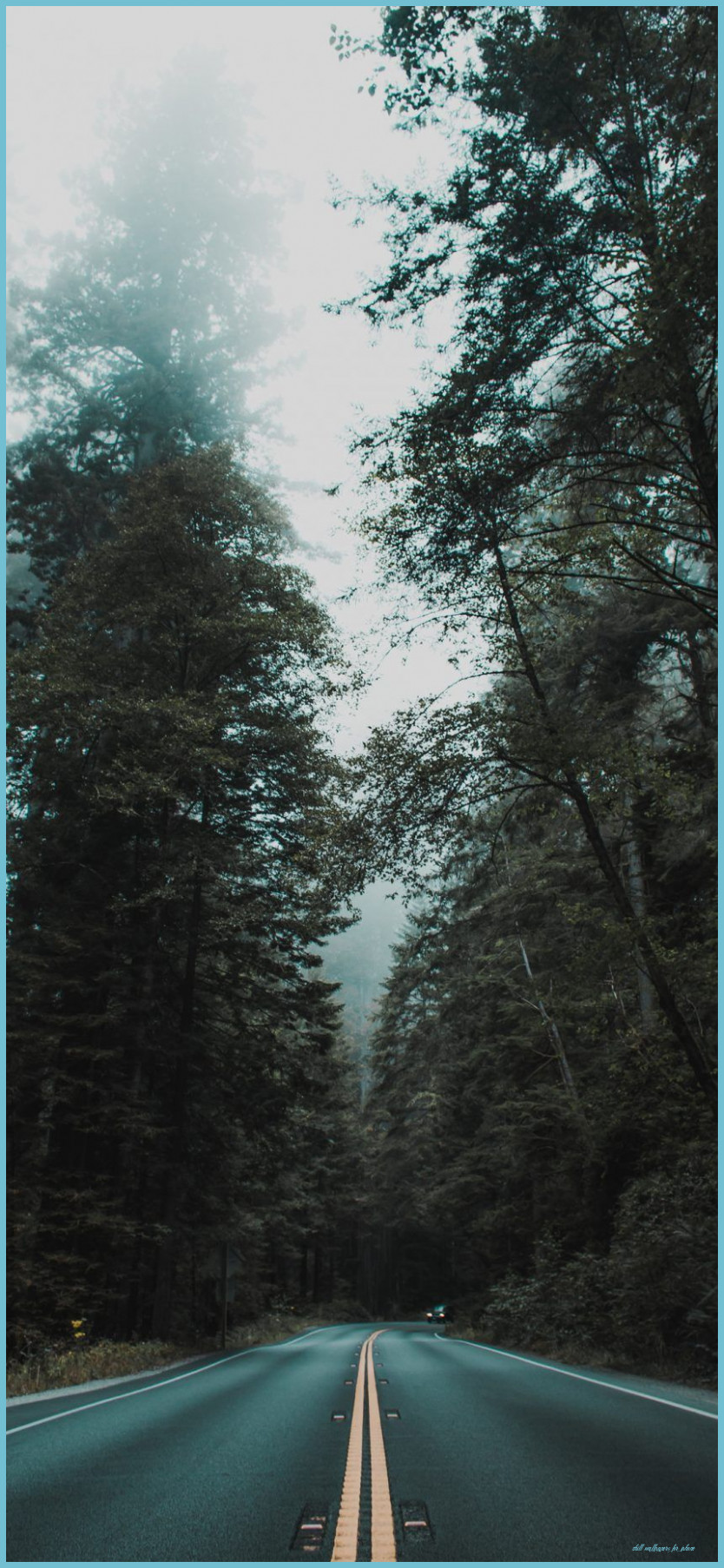 strada foresta nebbia alberi, 834x1806 Verticale, Telefono