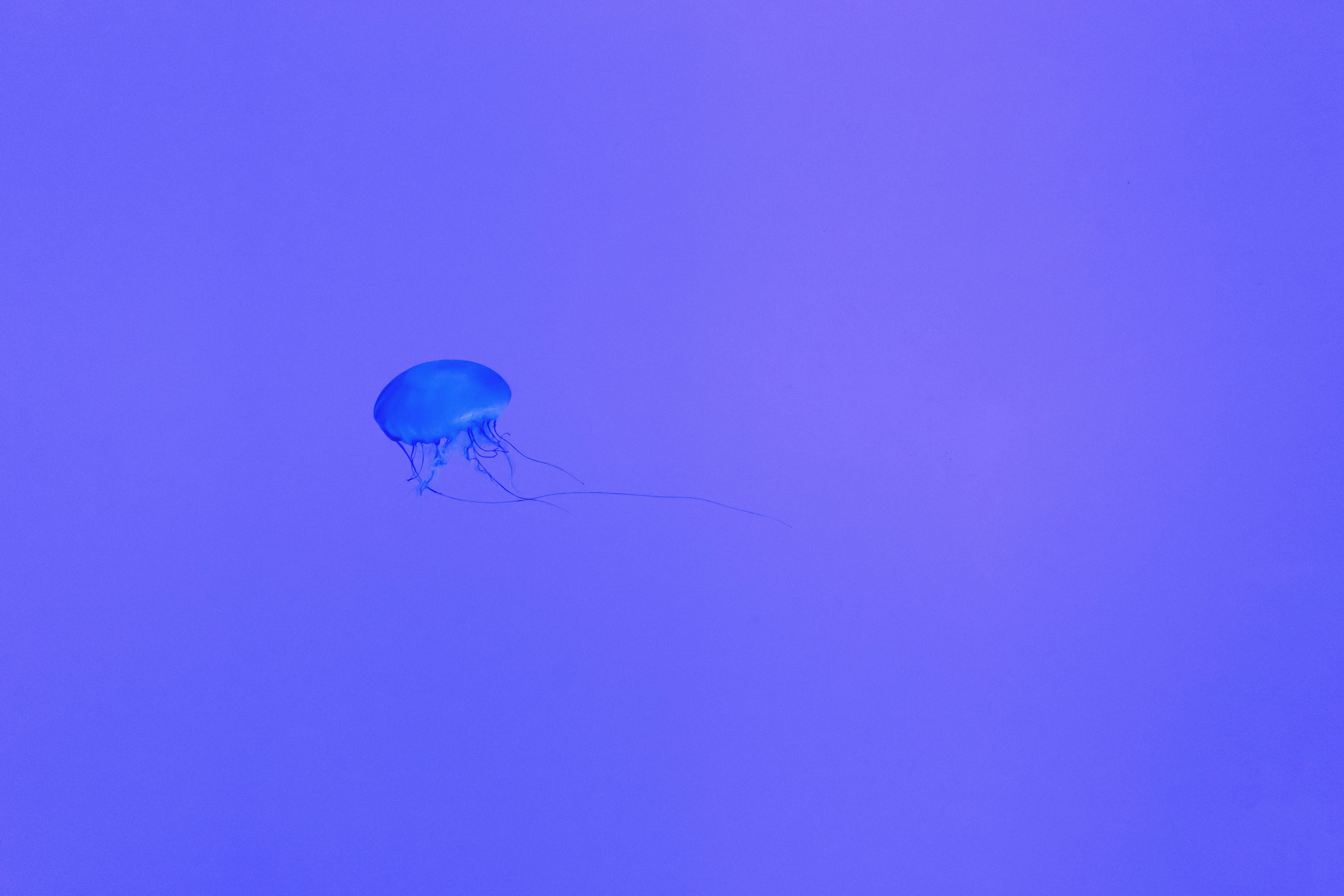 Medusa blu minimalista, 6000x4000 4K, Desktop 4K