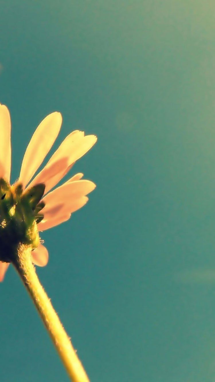 Fiore margherita retro vintage, 750x1334 Verticale, iPhone Pro
