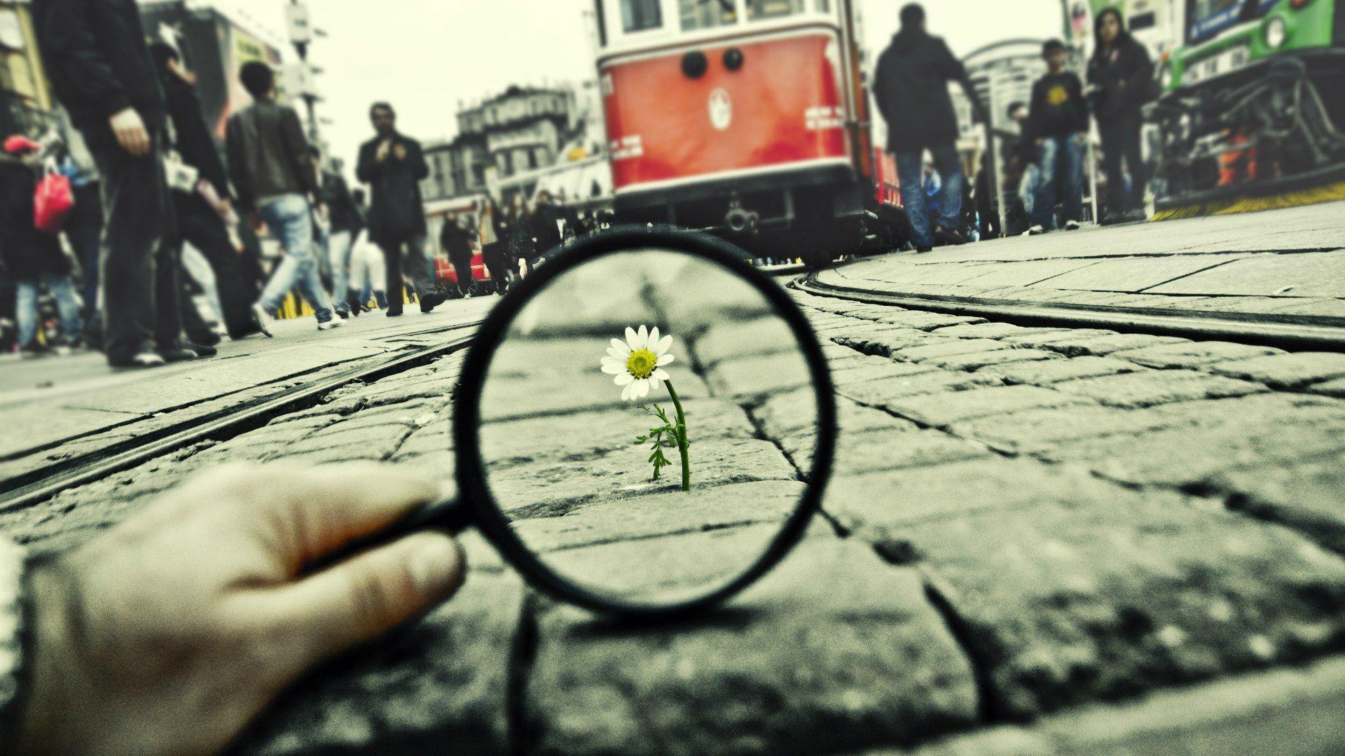 lente d'ingrandimento su fiore, 1920x1080 Full HD, Desktop