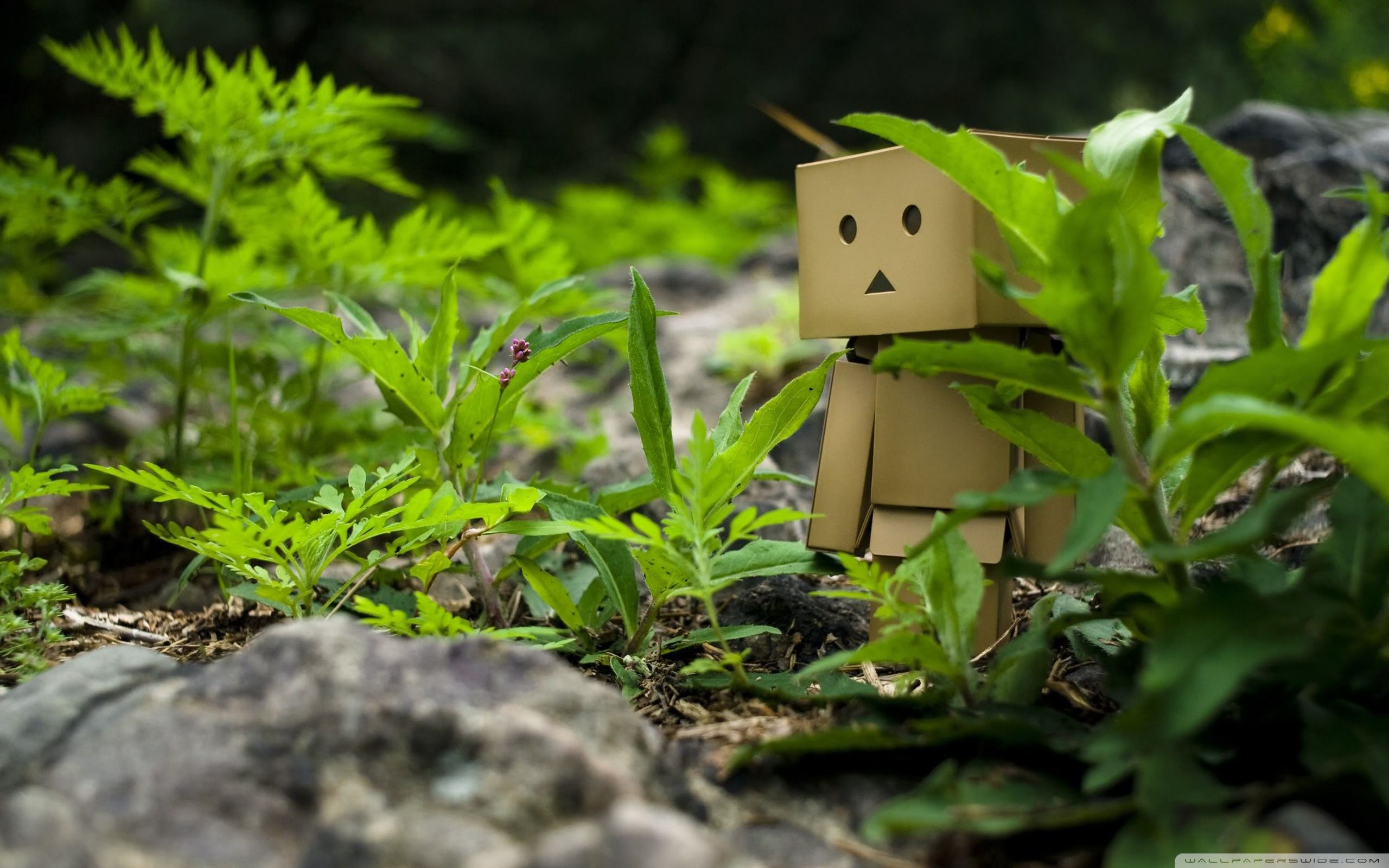 Danbo robot cartone tra piante, 2560x1600 2K, Desktop