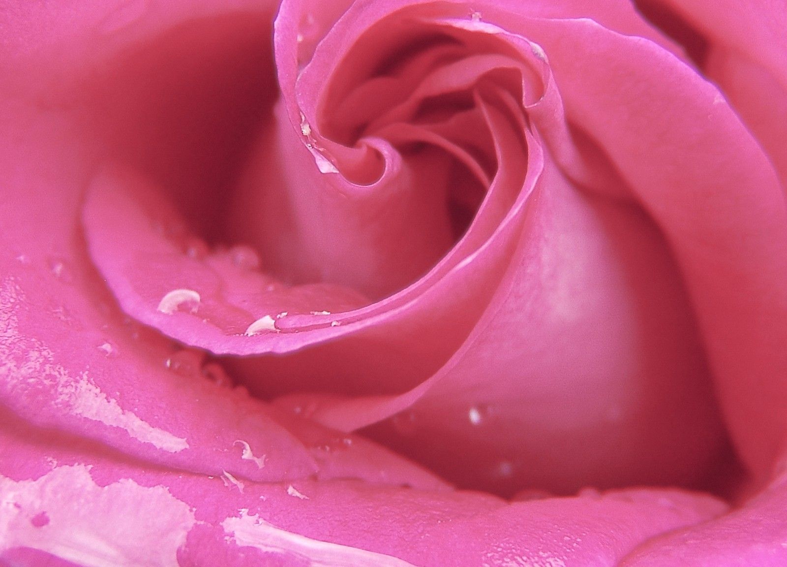 Rosa rosa con gocce, 1600x1152 HD Ready, PC