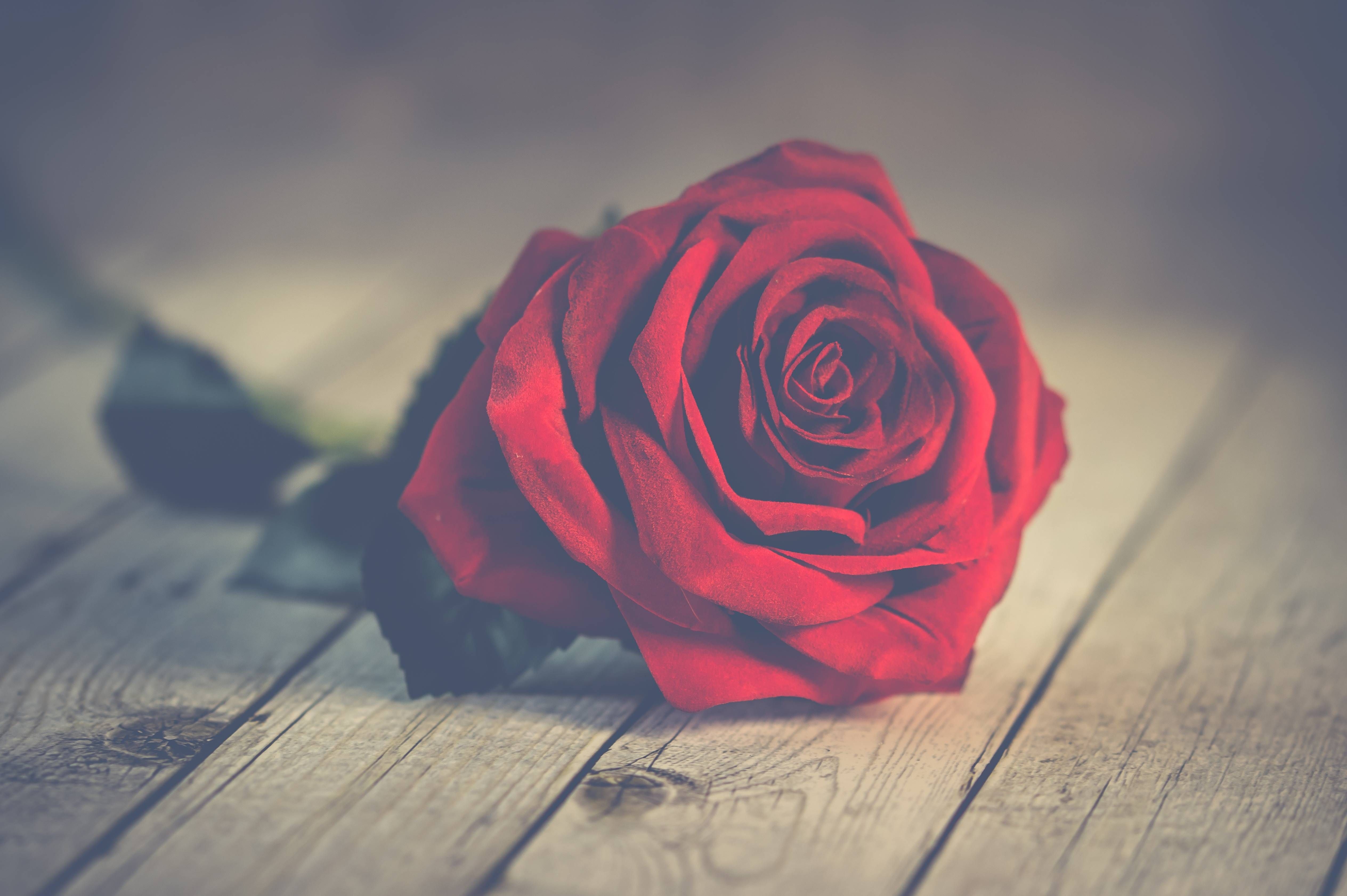 Rosa rossa su legno, 5056x3366 4K, Desktop 4K