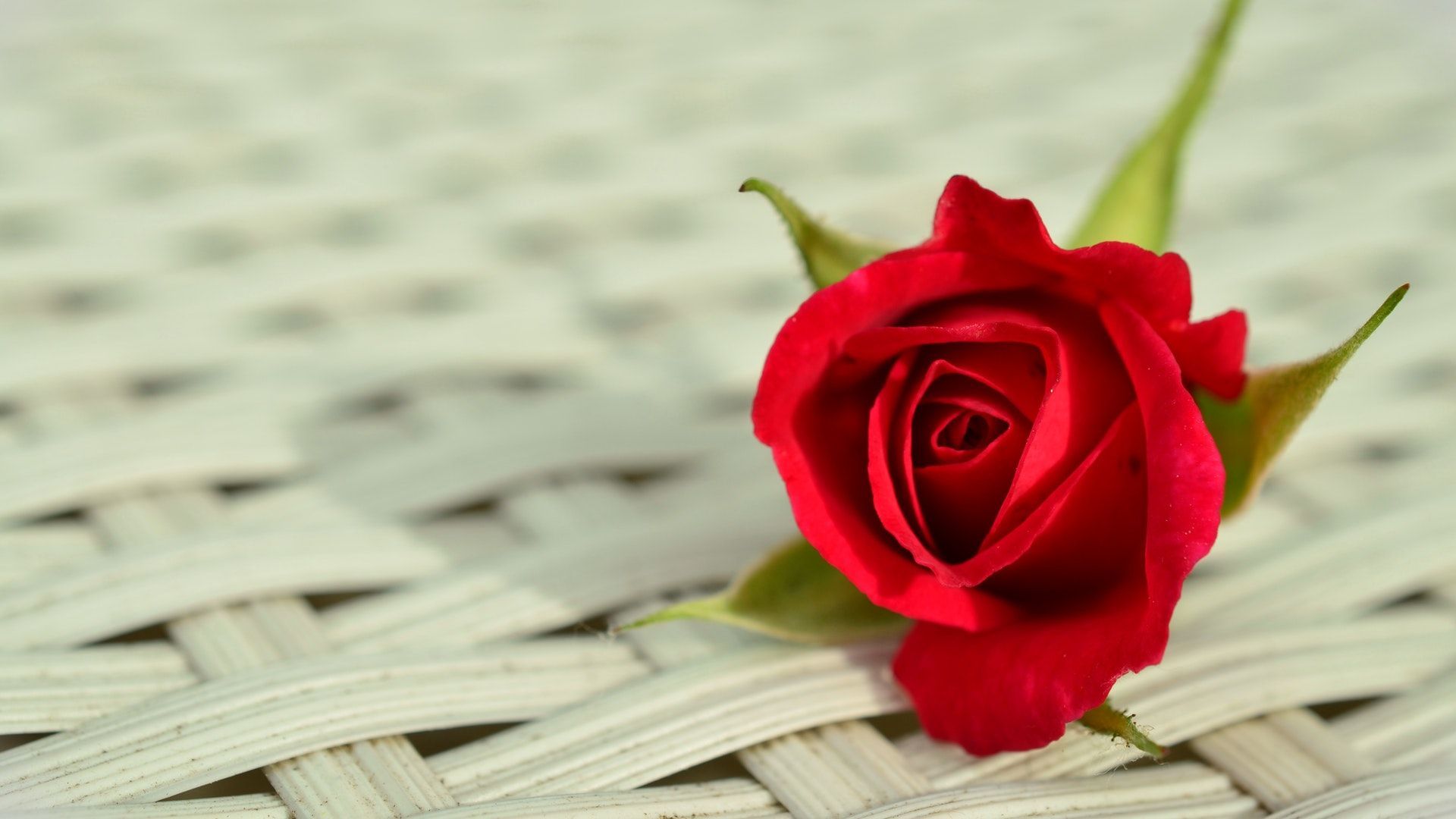 Rosa rossa su intreccio bianco, 1920x1080 1080p, PC Desktop