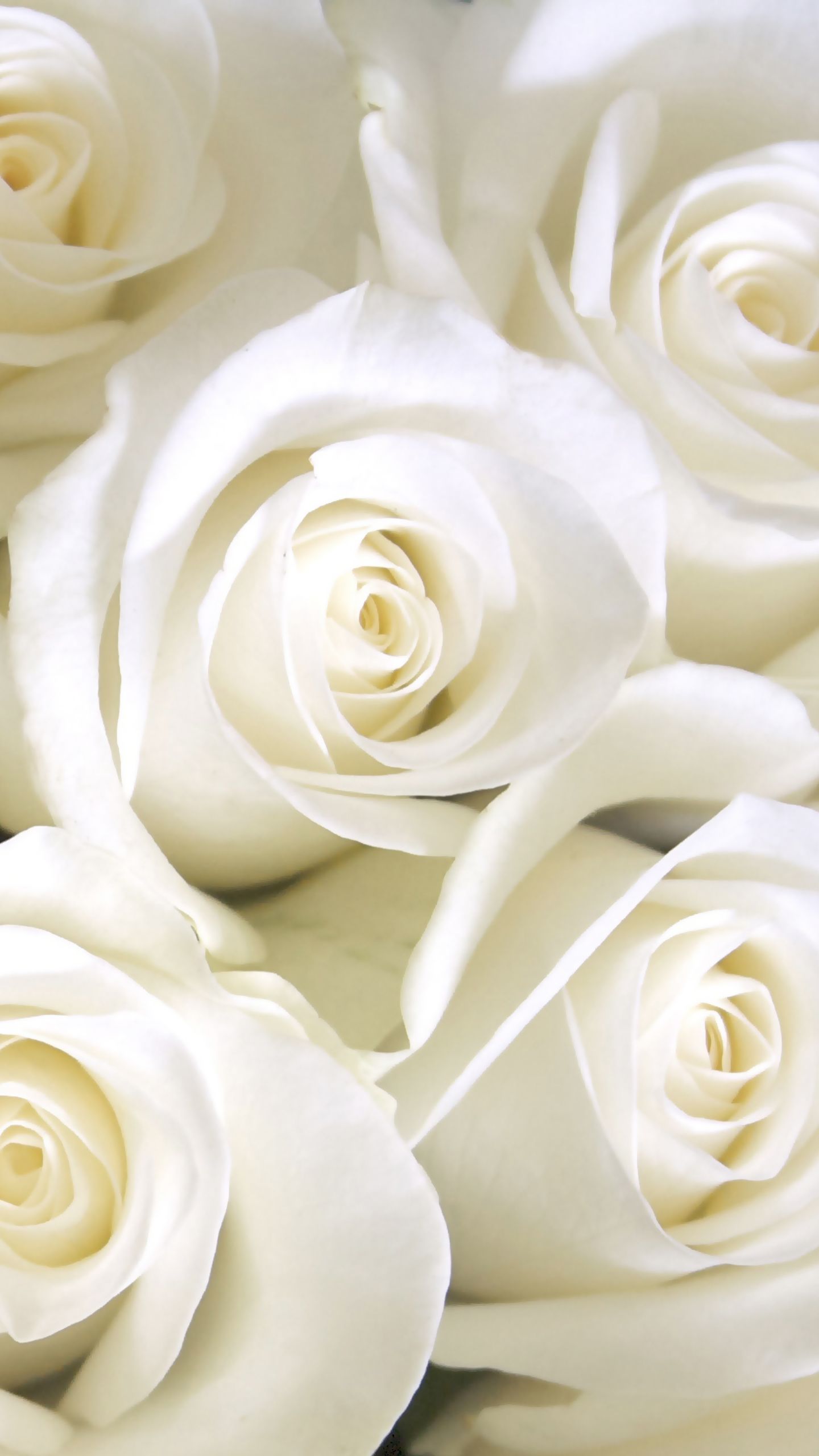 Rose bianche primo piano, 1440x2560 Verticale, Mobile