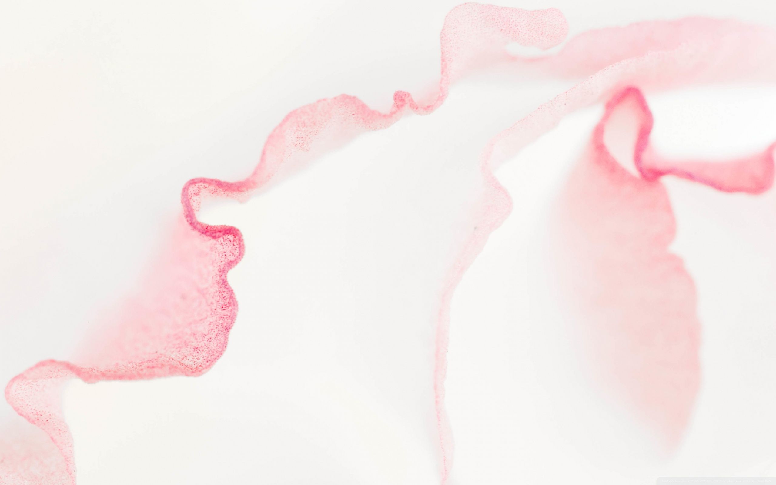 Acquerello astratto rosa chiaro, 2560x1600 WQXGA, PC