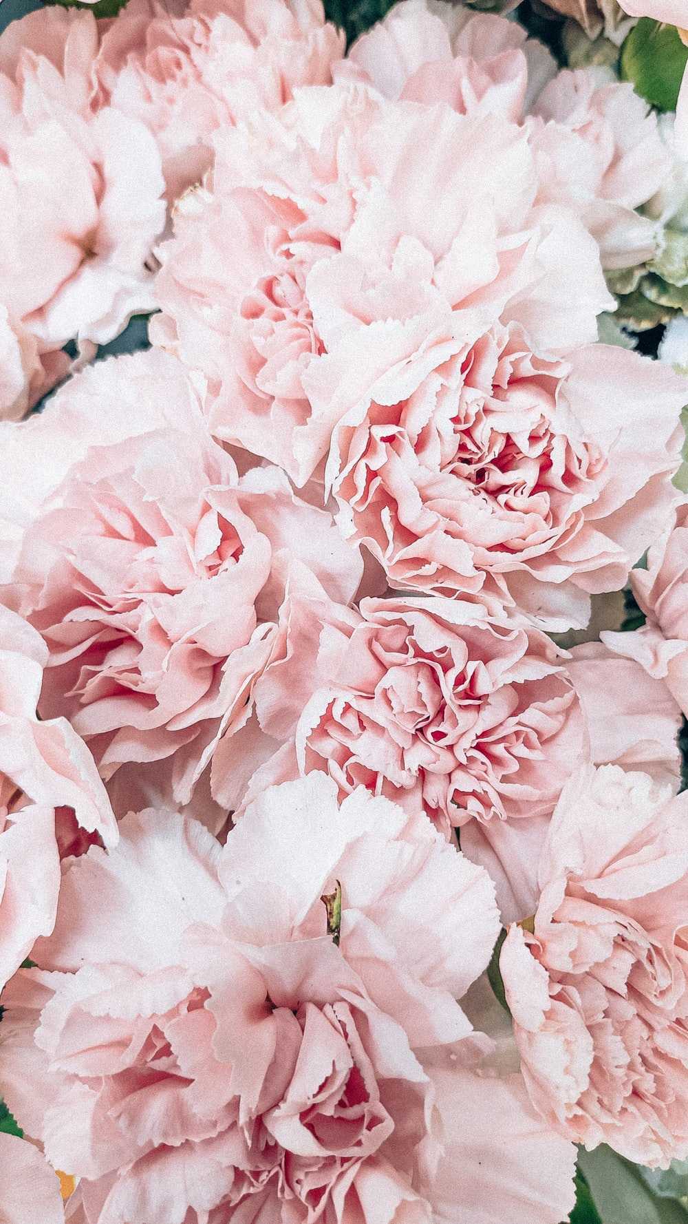 Fiori di peonia rosa chiaro, 1000x1778 Full HD Verticale, Realme