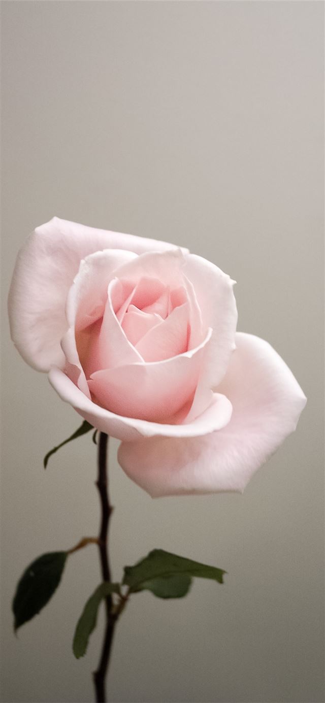 Rosa rosa chiaro singola, 640x1385 Full HD Verticale, Smartphone