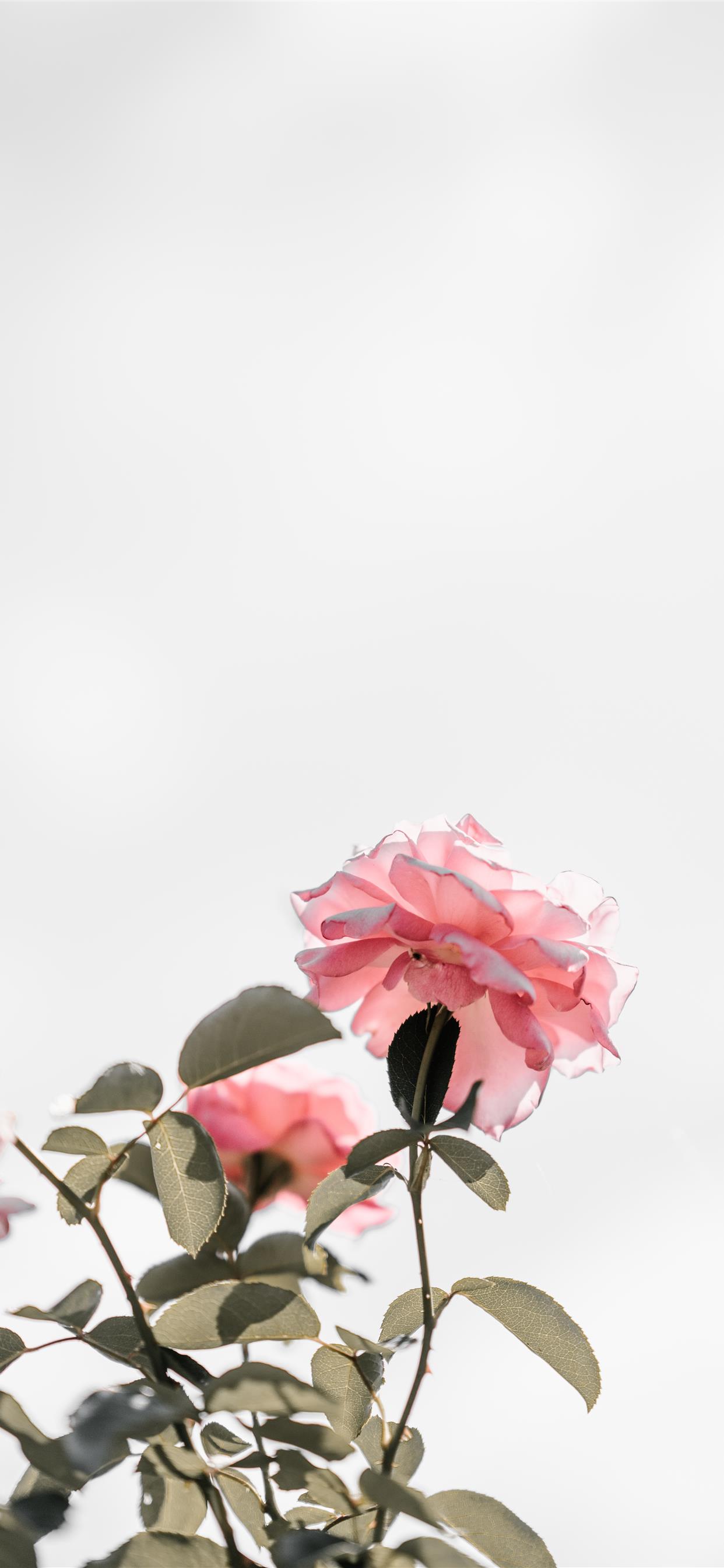 Rose rosa con spazio bianco, 1242x2688 Full HD Verticale, Smartphone