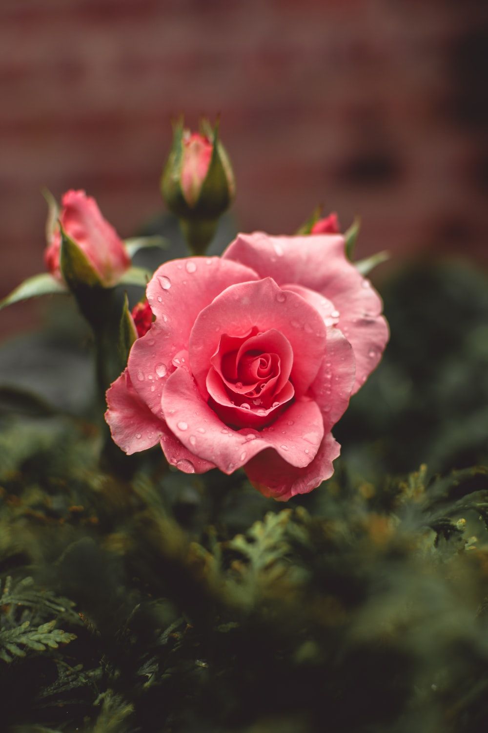 Rosa rosa con boccioli, 1000x1500 Full HD Verticale, Smartphone