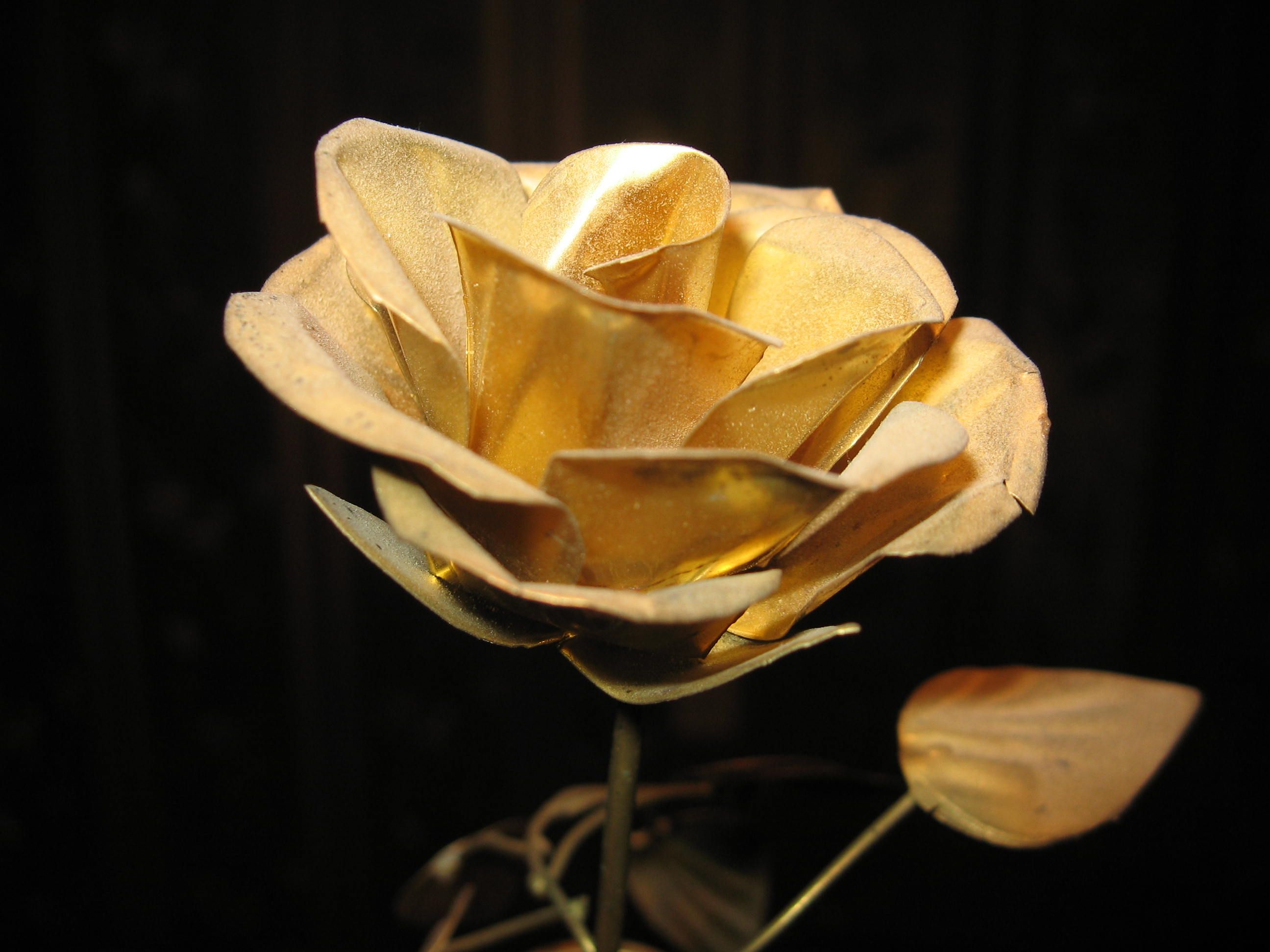 Rosa dorata su sfondo scuro, 2592x1944 2K+, Desktop