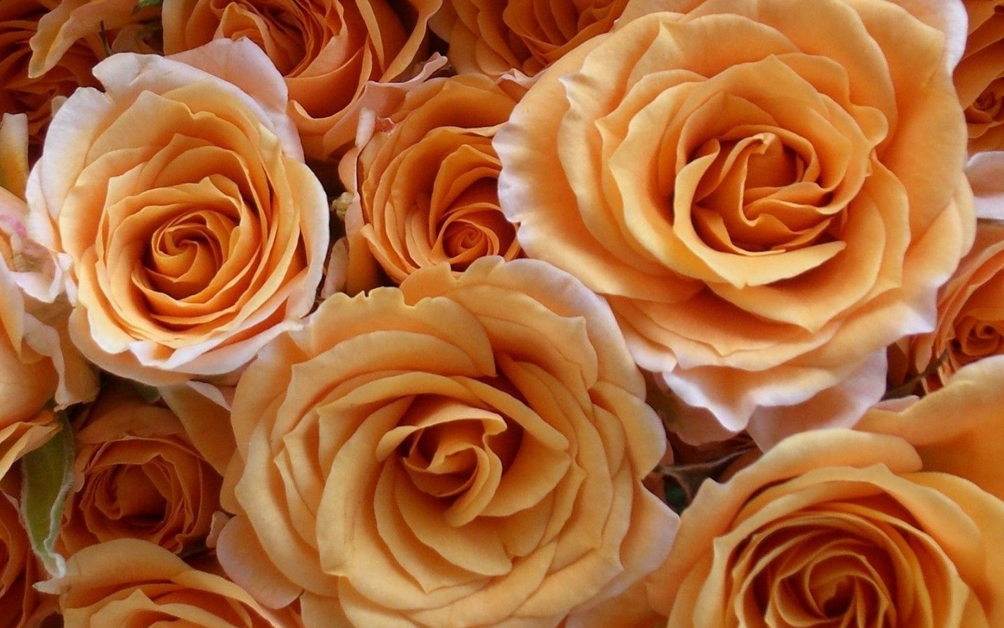 Rose dorate arancioni, 1440x900 HD, Desktop