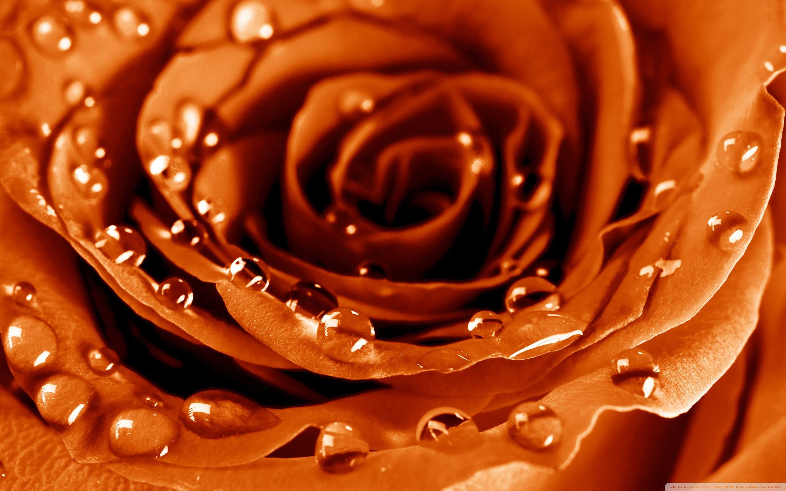 Rosa dorata con gocce d'acqua, 2560x1600 2K, PC
