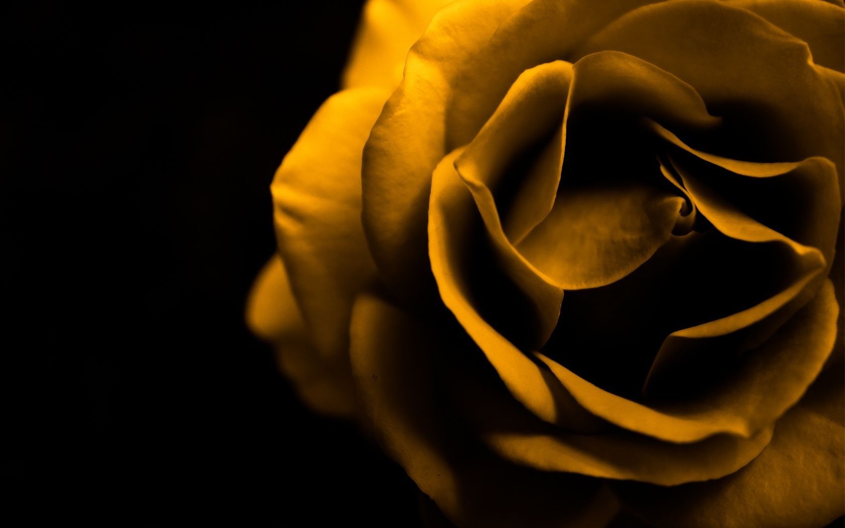 Rosa dorata su sfondo nero, 1680x1050 HD, ROG Asus Laptop