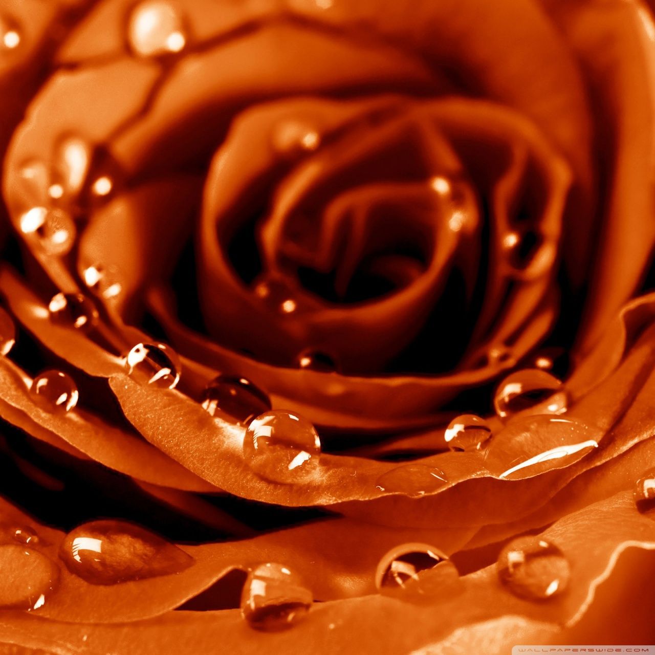 Rosa dorata con gocce d'acqua, 1280x1280 HD, Desktop