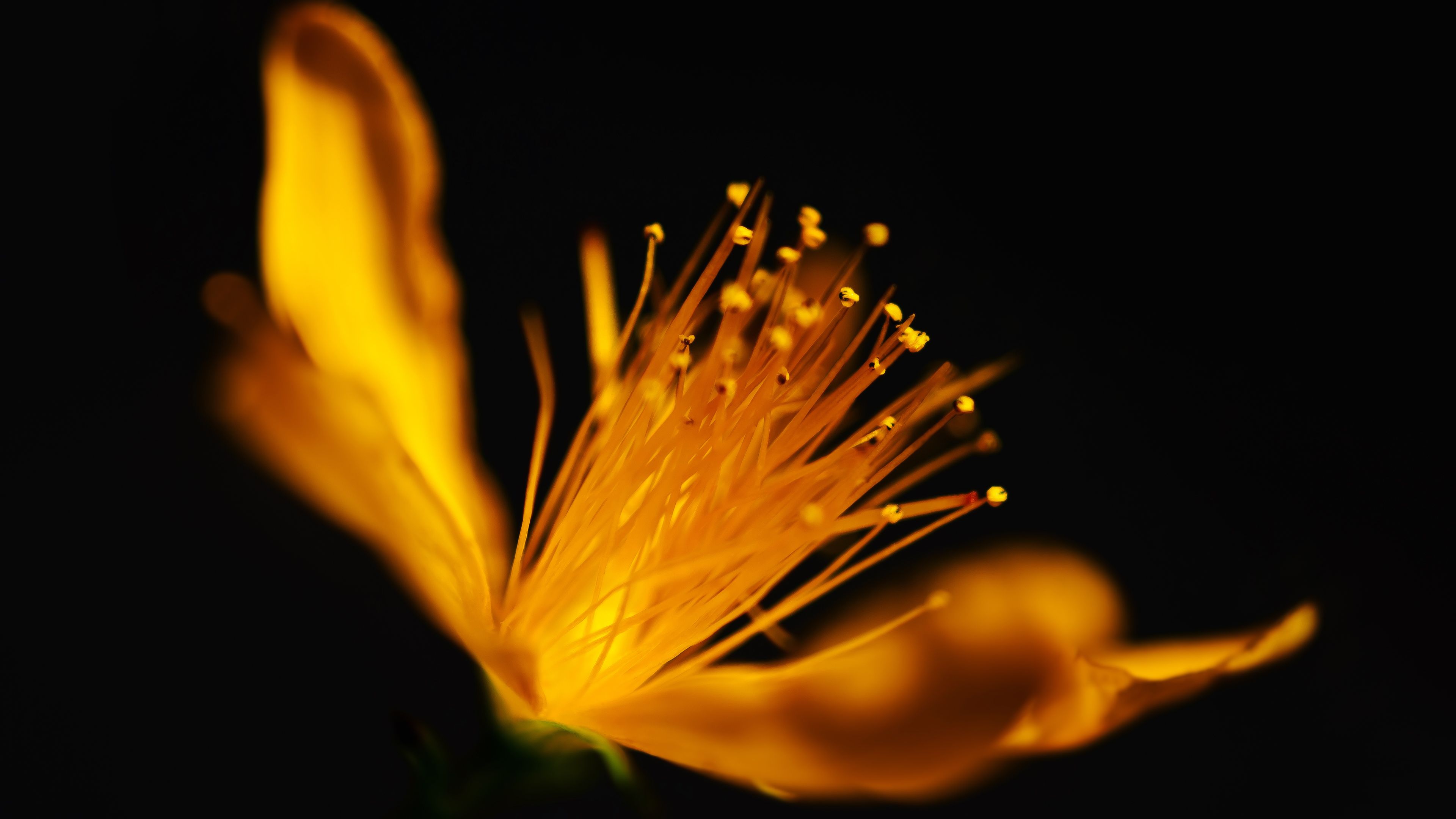 Fiore giallo dorato macro, 3840x2160 4K Ultra HD, Monitor 4K