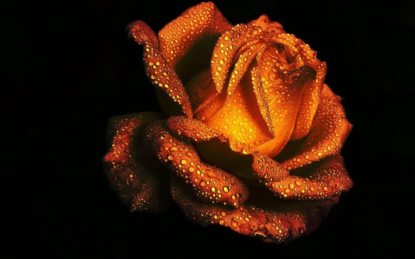 Rosa dorata con gocce d'acqua, 1368x855 HD, Desktop