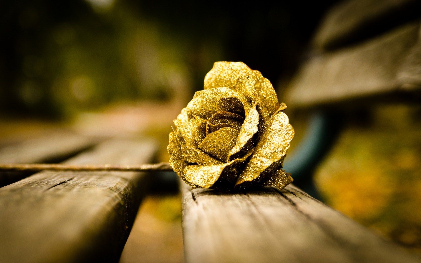 Rosa dorata su panchina, 1680x1050 HD Ready, PC