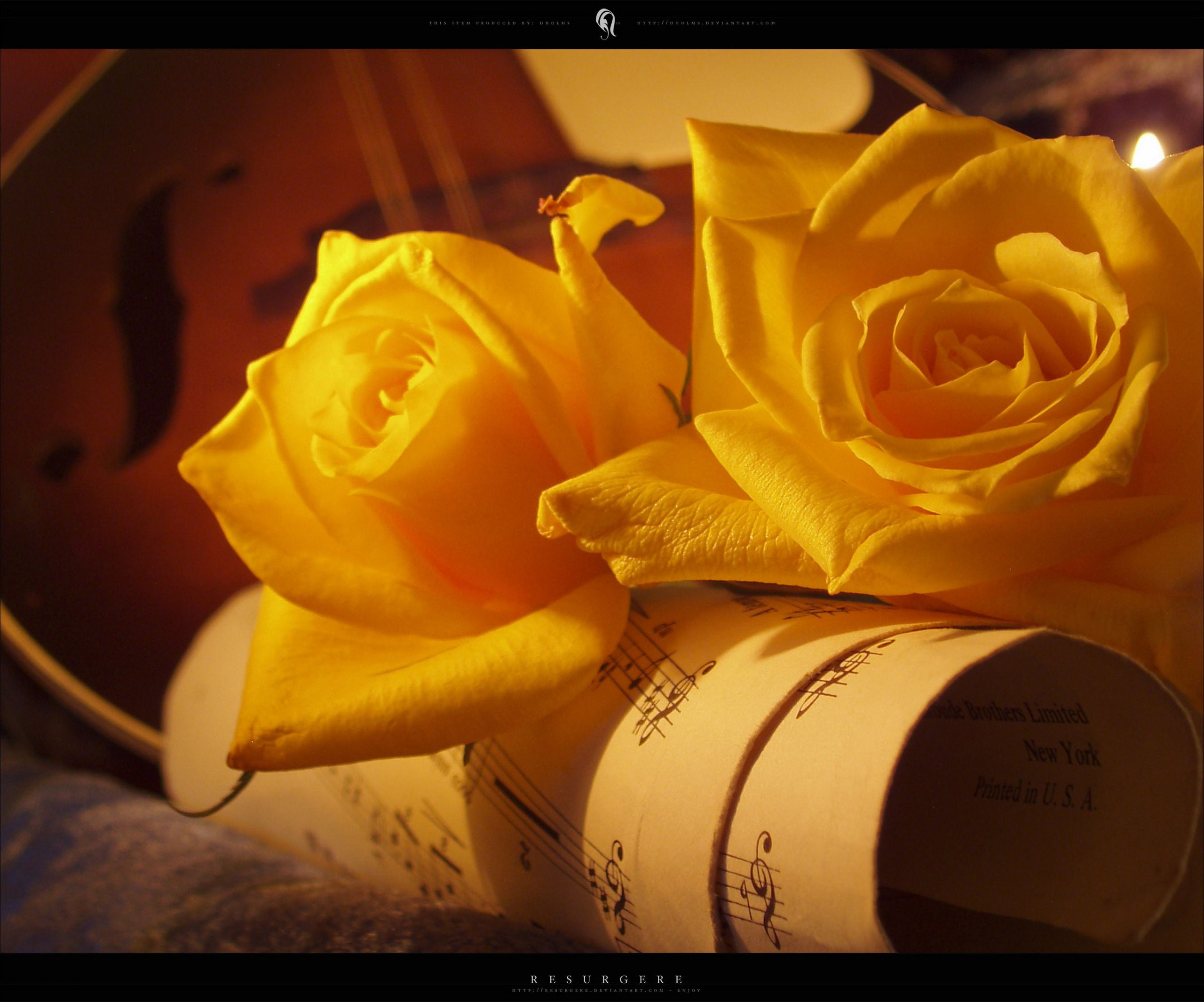 Rose gialle con violino, 2560x2130 WQXGA, Desktop