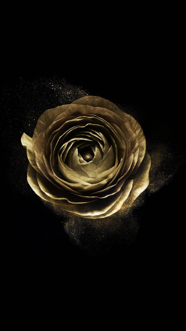 Rosa dorata su sfondo nero, 720x1280 Verticale, POCO