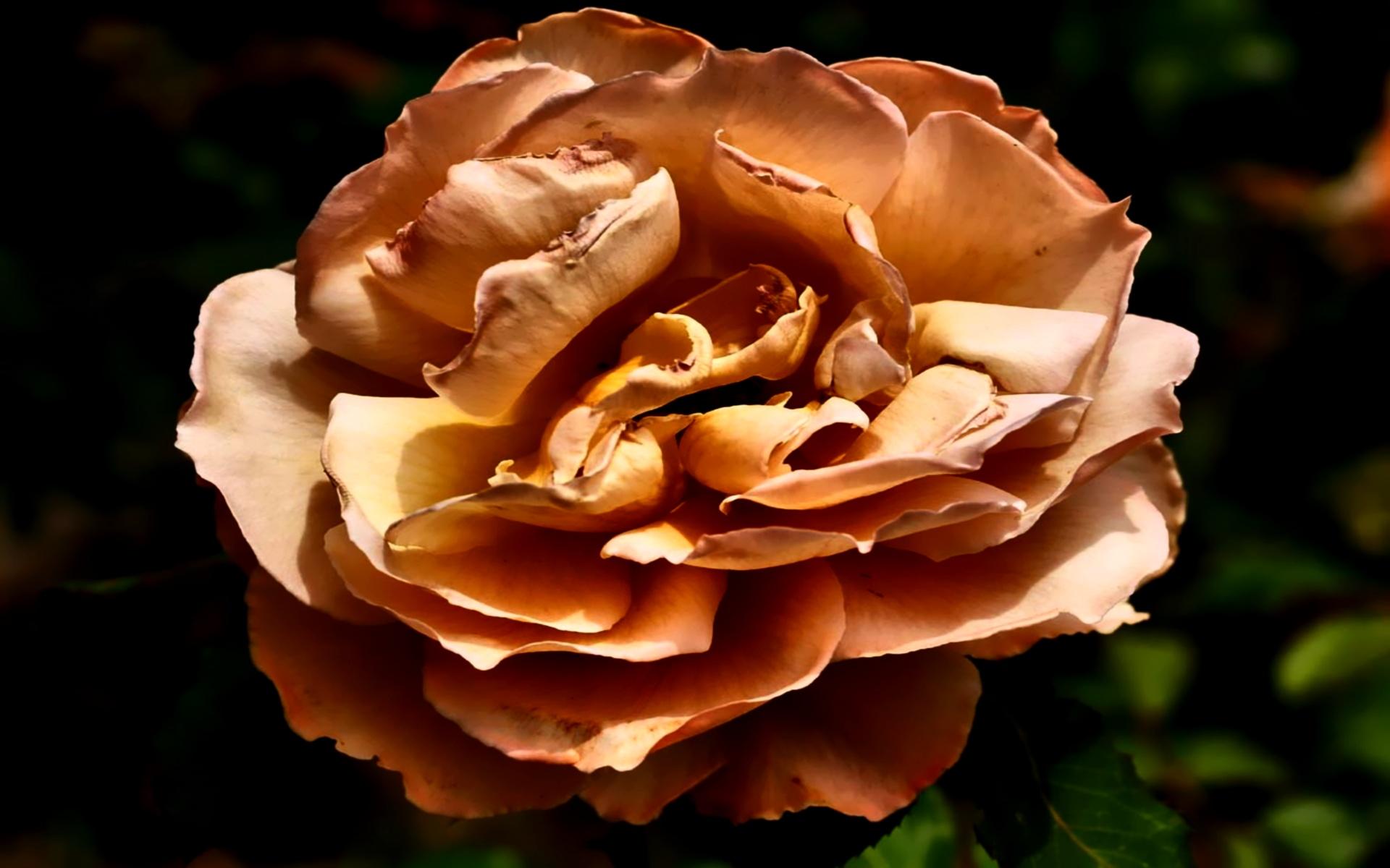 Rosa dorata sfocata scura, 1920x1200 Full HD+, PC Desktop