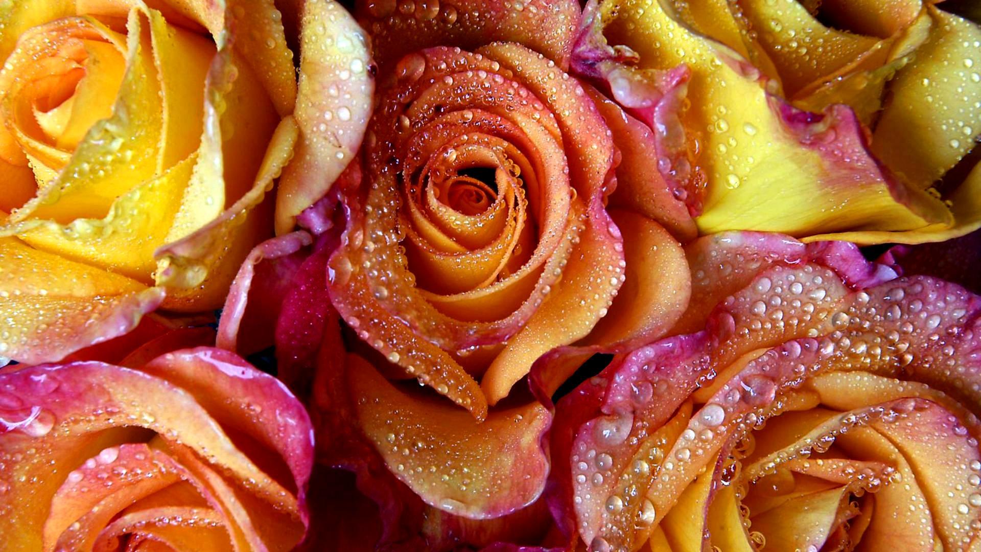 Rose gialle rosa con gocce, 1920x1080 1080p, PC