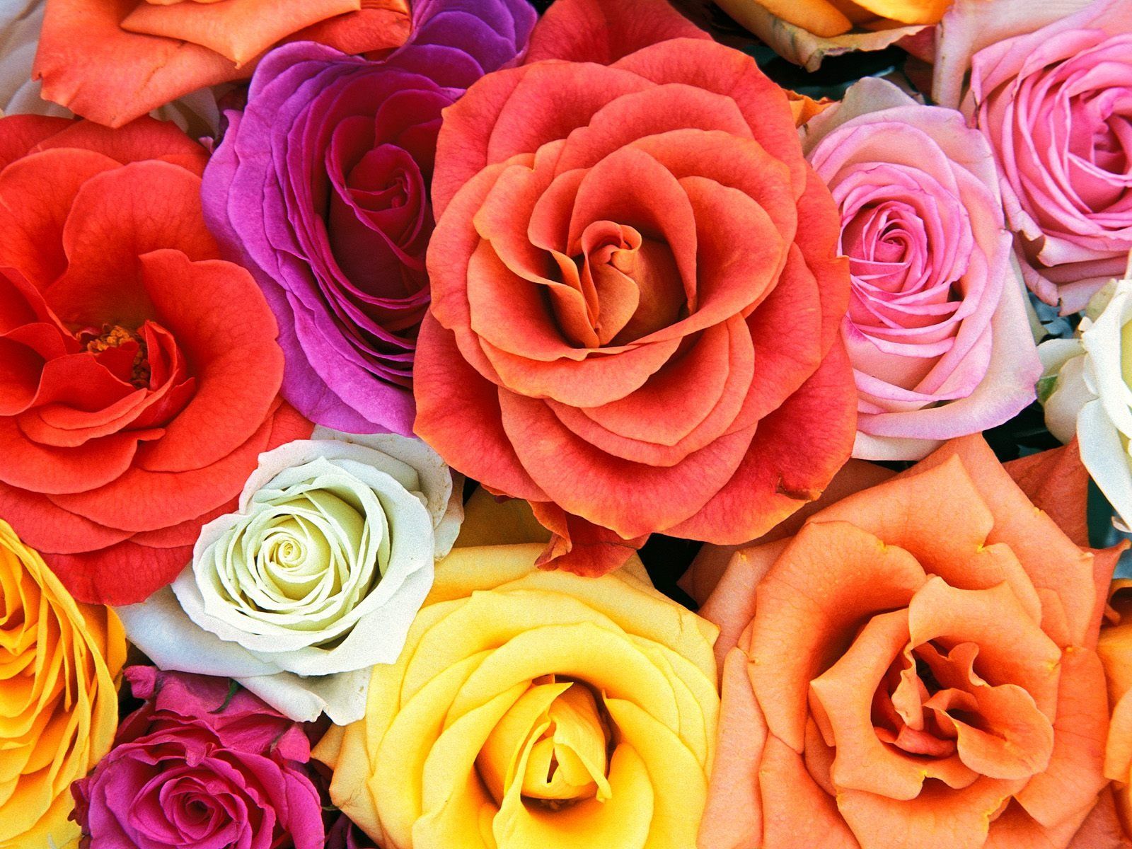 Rose colorate multicolore bouquet, 1600x1200 HD Ready, Desktop