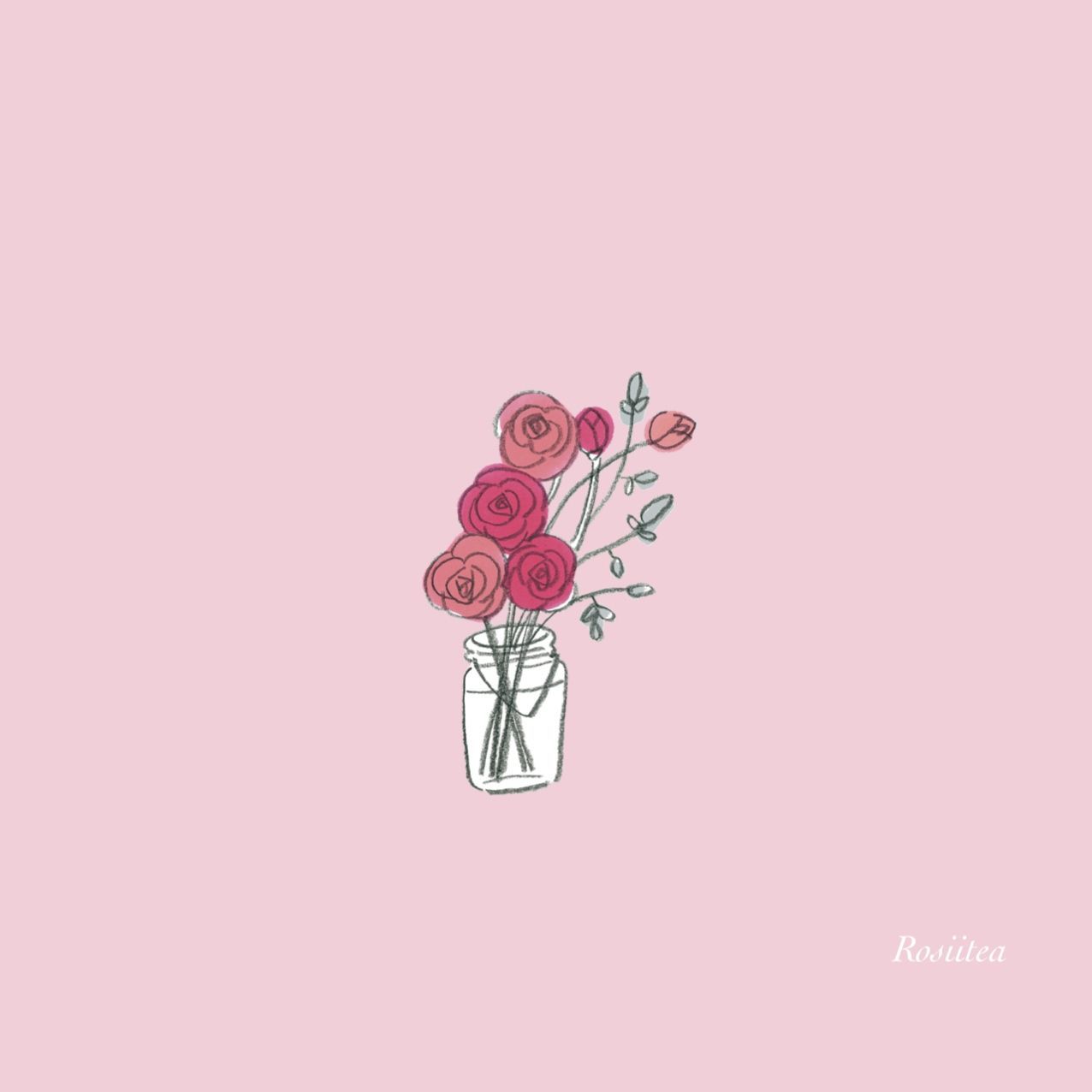 Rose rosa in vaso, 1276x1276 HD, PC