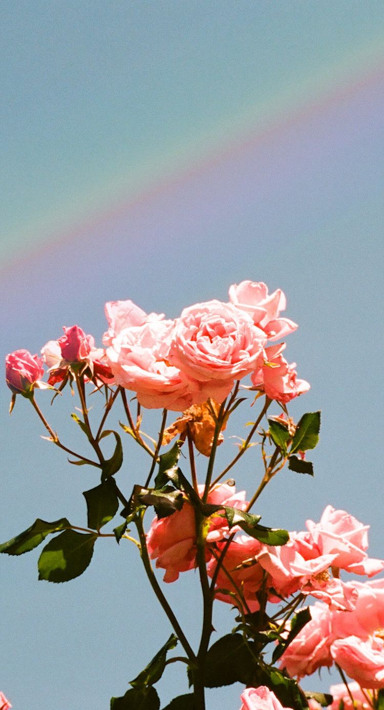 Rose rosa pastello con arcobaleno, 750x1386 Verticale, Telefono