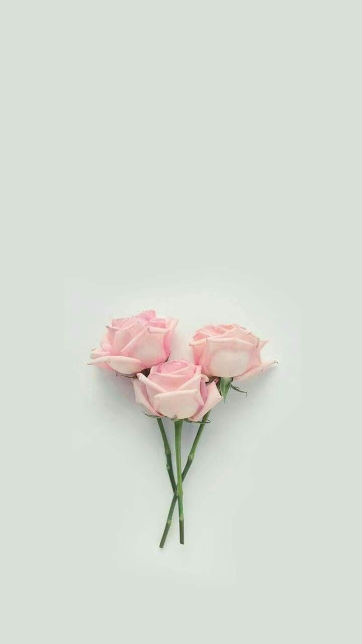 Tre rose rosa pastello, 720x1280 Verticale, Mobile